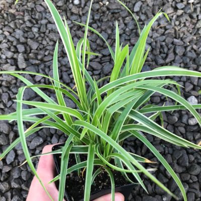 Carex morrowii 'Ice Dance' - Japanese Sedge (3.5" Pot)