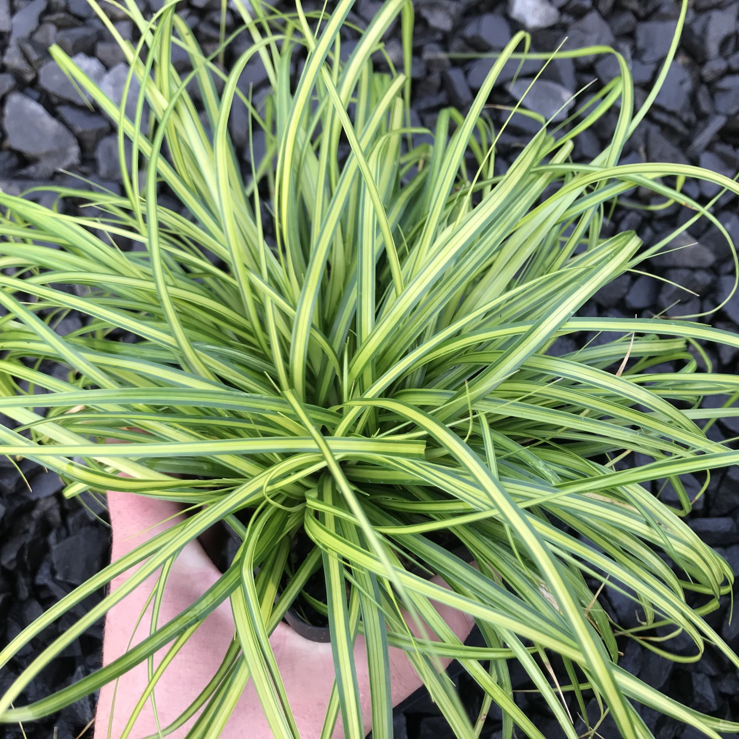 Carex oshimensis EverColor® ‘Eversheen’ - Japanese Sedge USPP #25,938 (4.5" Pot)
