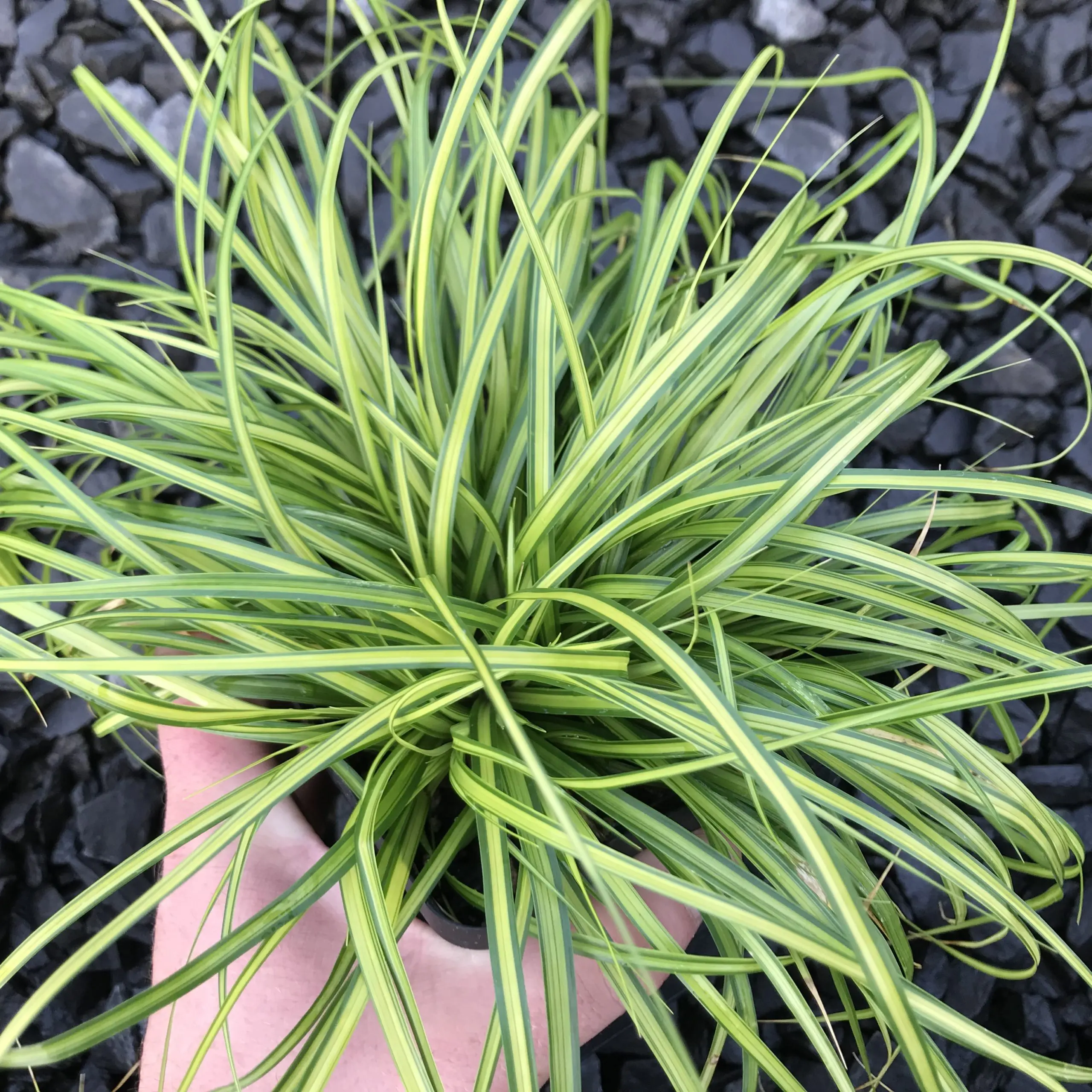 Carex oshimensis EverColor® 'Eversheen' - Japanese Sedge USPP