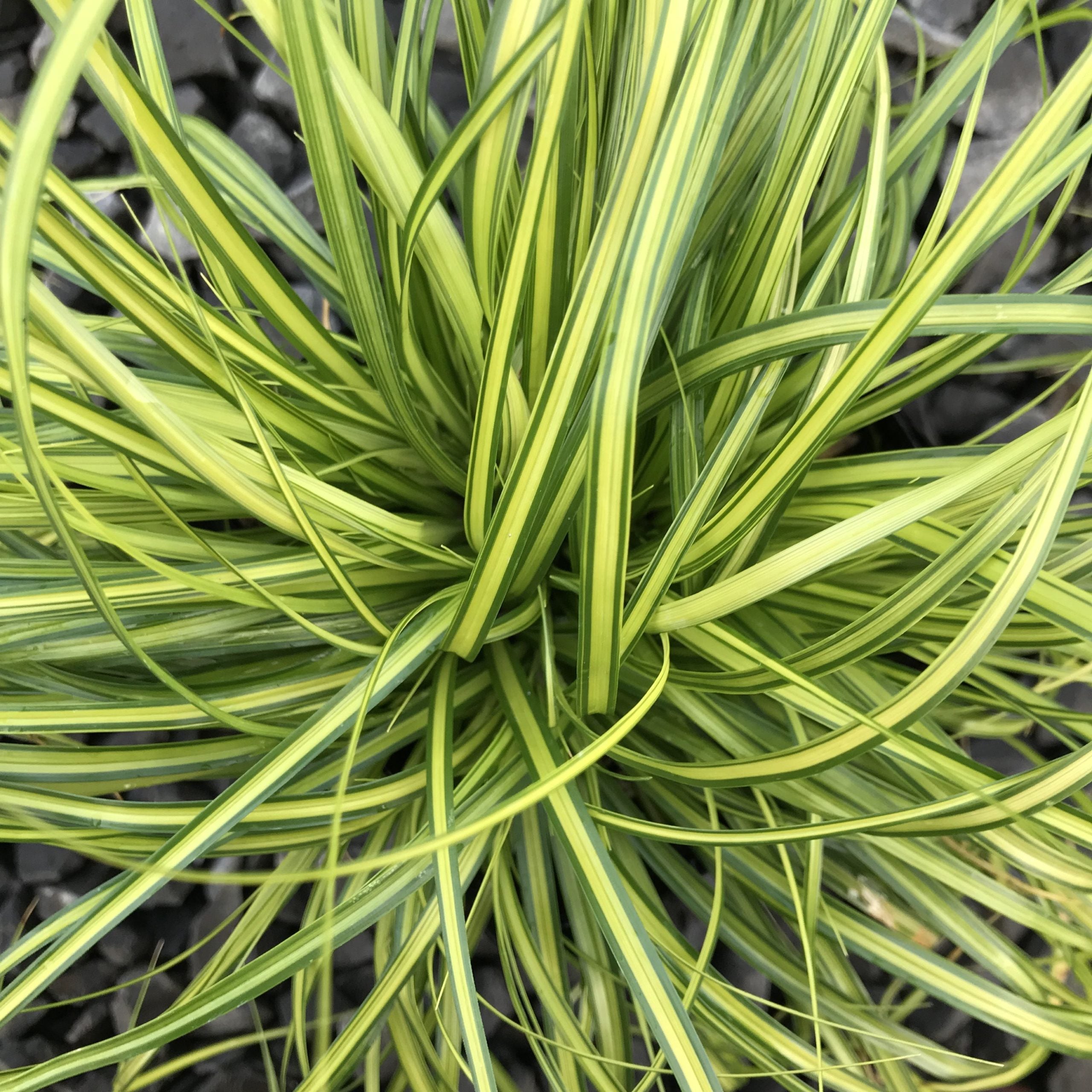Carex oshimensis EverColor® ‘Eversheen’ - Japanese Sedge USPP #25,938 (4.5" Pot) - Image 2