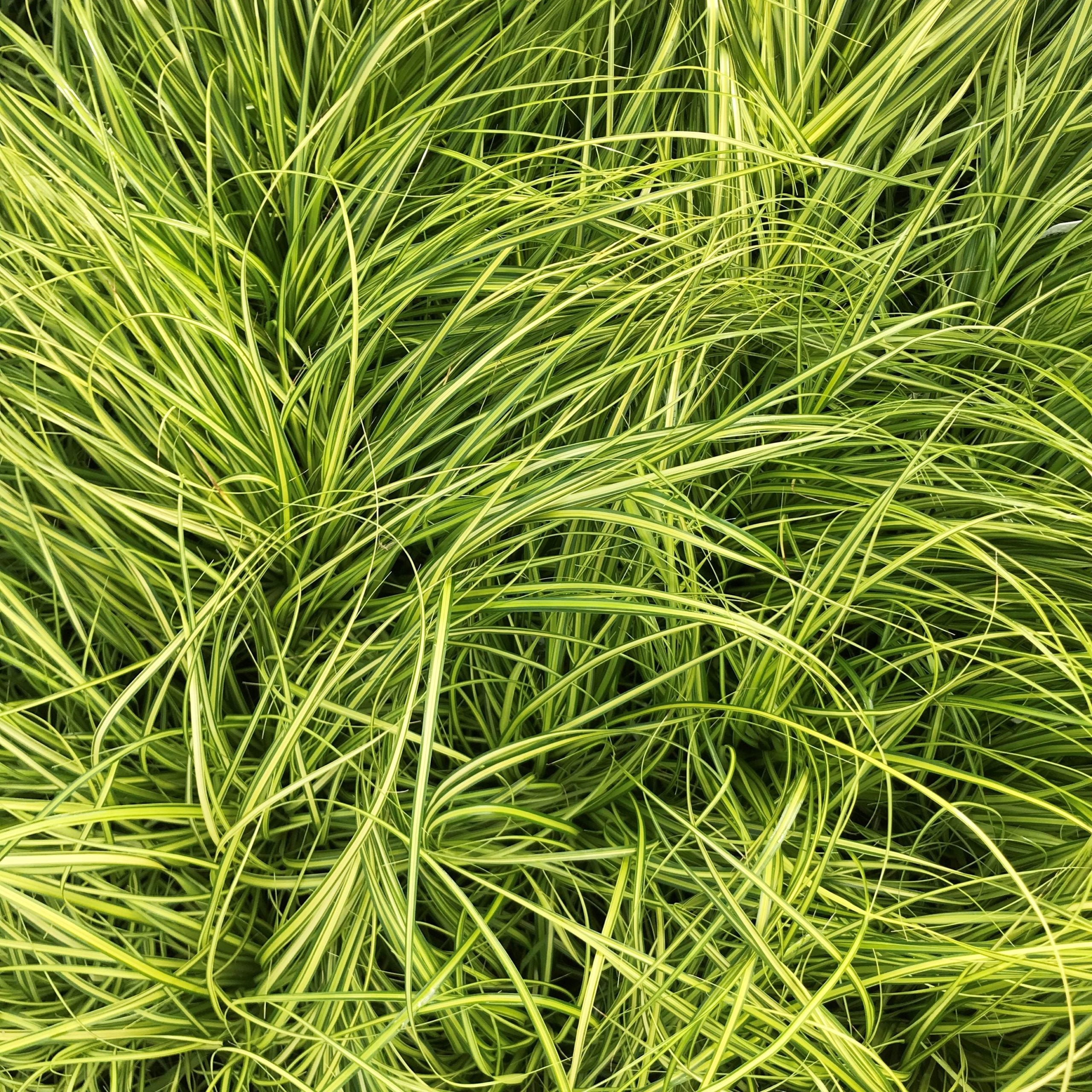 Carex oshimensis EverColor® ‘Eversheen’ - Japanese Sedge USPP #25,938 (4.5" Pot) - Image 3