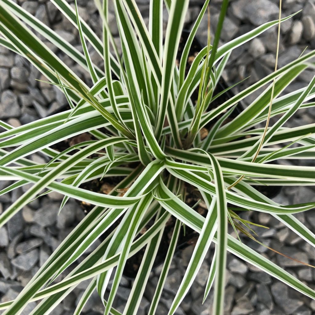 Carex-oshimensis-Evercolor-