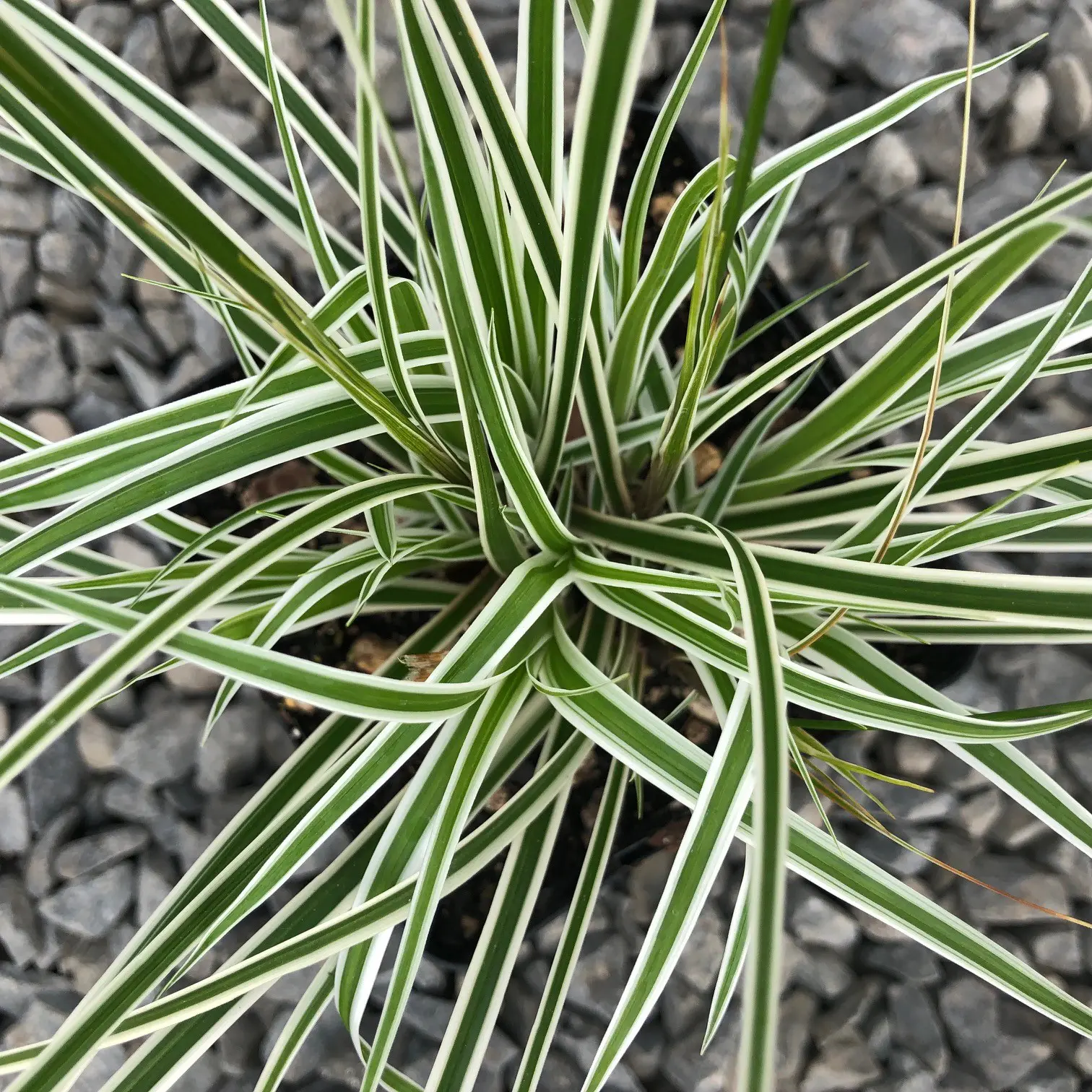 Carex oshimensis EverColor® 'Everest' - Japanese Sedge USPP