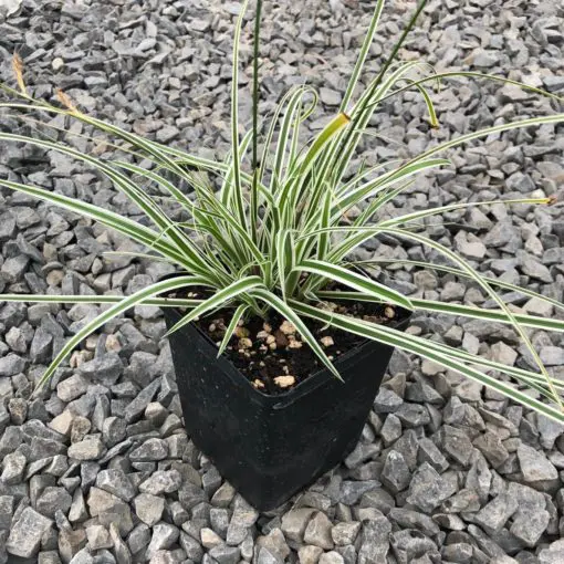Carex oshimensis EverColor® 'Everest' - Japanese Sedge USPP