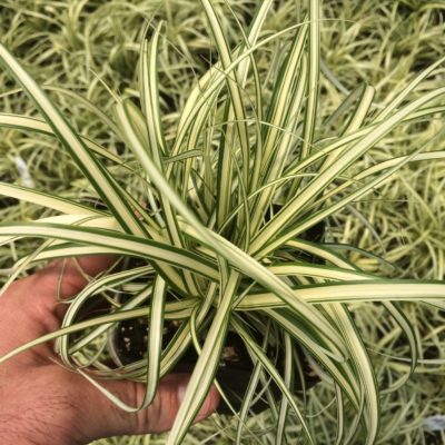 Carex oshimensis 'Evergold' - Variegated Japanese Sedge (3.5" Pot)