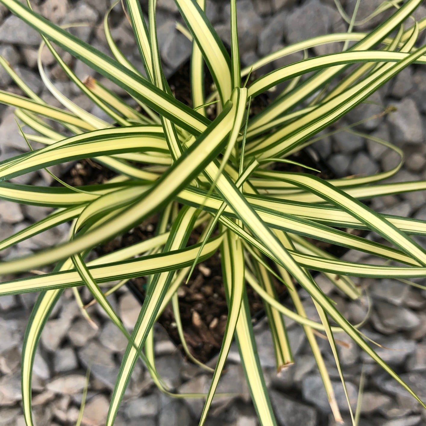 Carex oshimensis 'Evergold' - Variegated Japanese Sedge (3.5" Pot) - Image 2