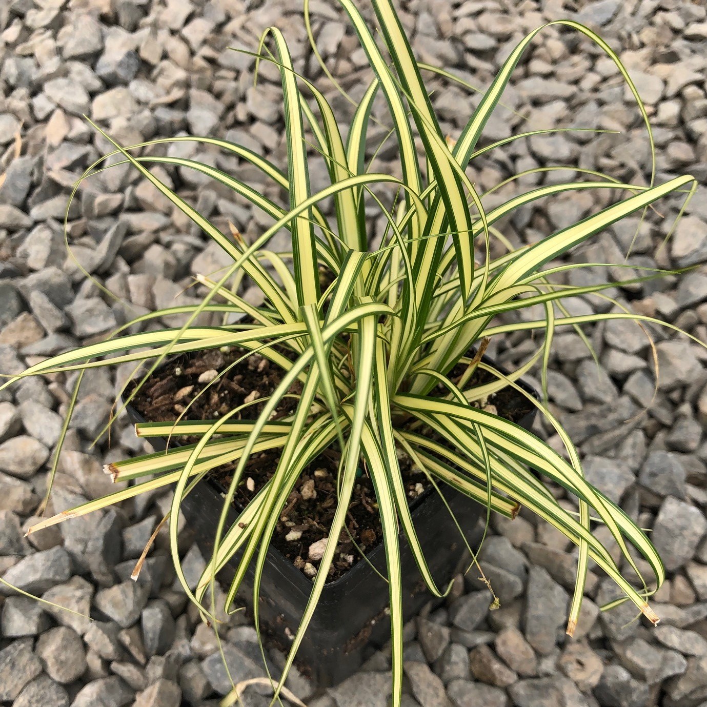 Carex oshimensis 'Evergold' - Variegated Japanese Sedge (3.5" Pot) - Image 3