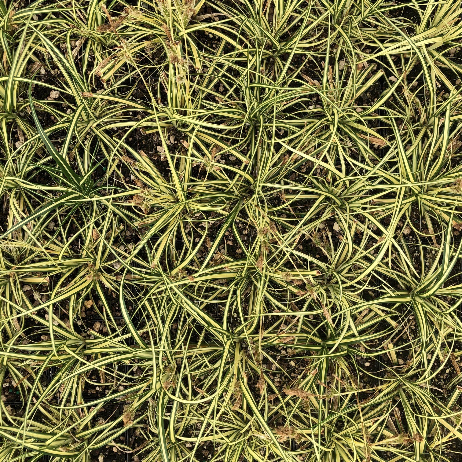 Carex oshimensis 'Evergold' - Variegated Japanese Sedge (3.5" Pot) - Image 4
