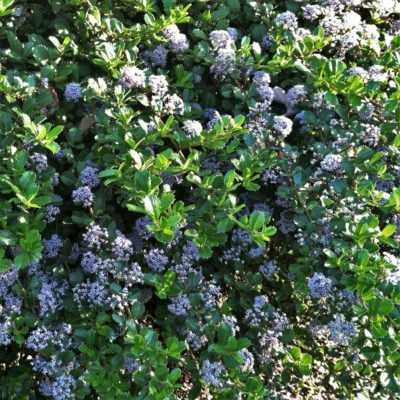 Ceanothus gloriosus 'Point Reyes' (3.5" Pot)