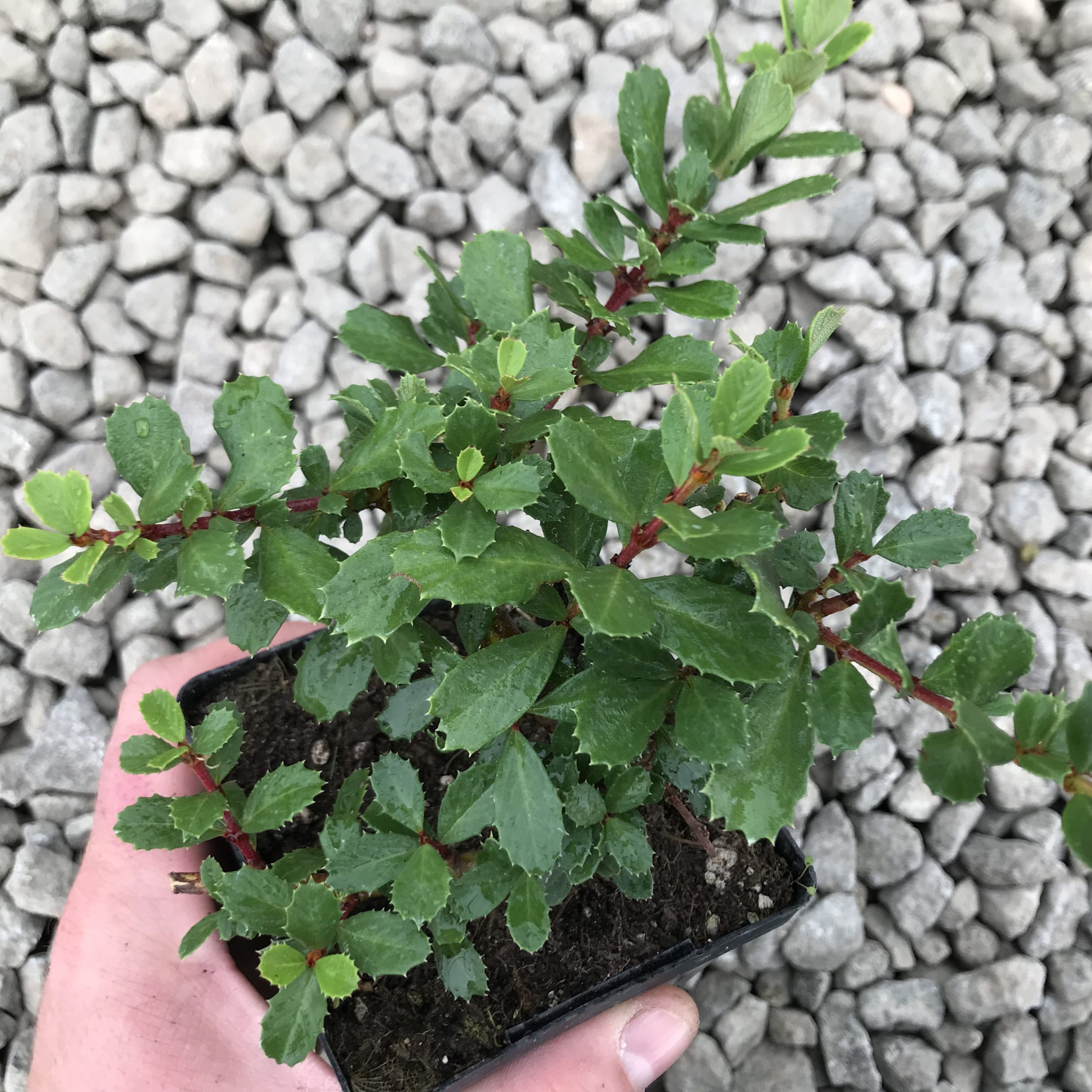 Ceanothus gloriosus 'Point Reyes' (3.5" Pot) - Image 2
