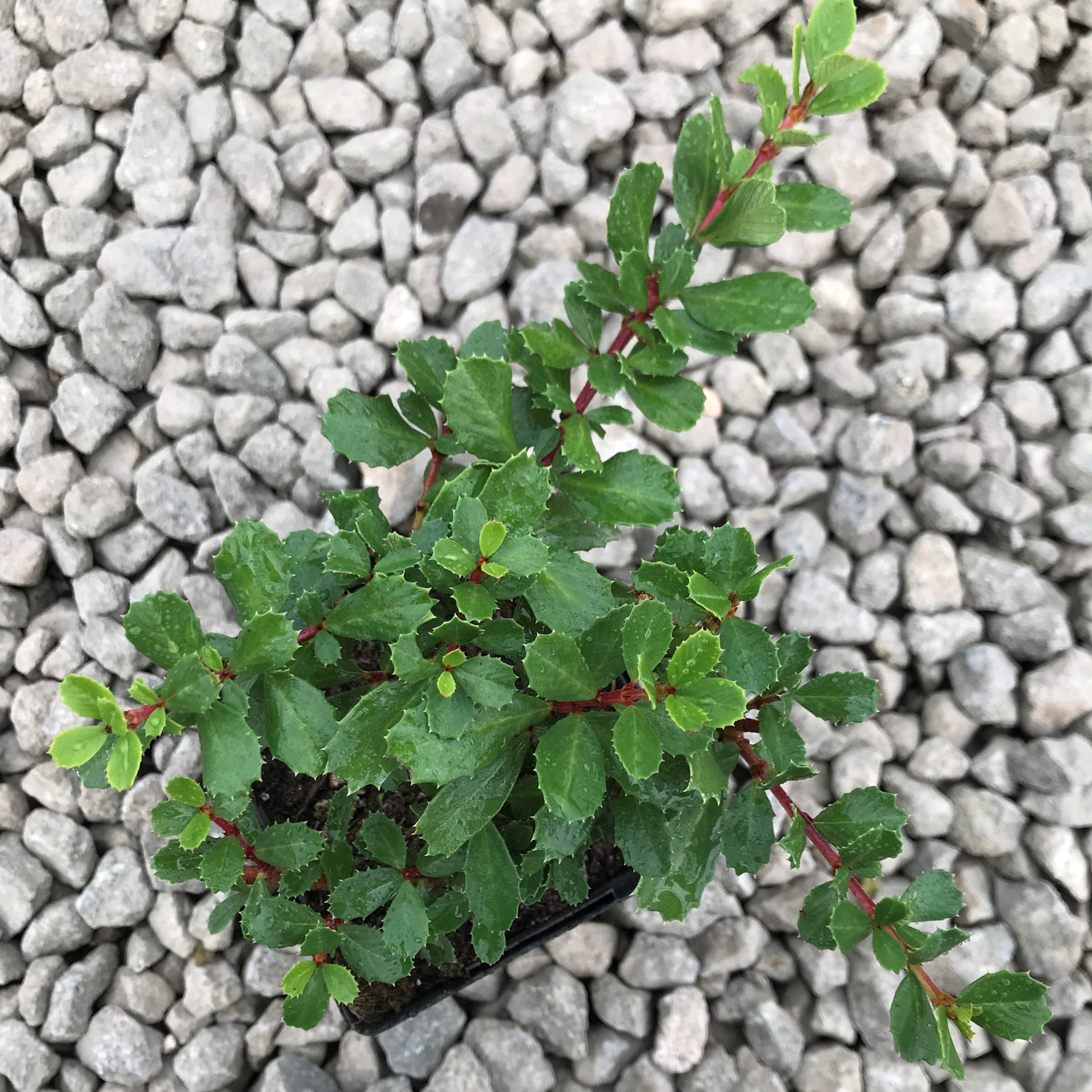 Ceanothus gloriosus 'Point Reyes' (3.5" Pot) - Image 3