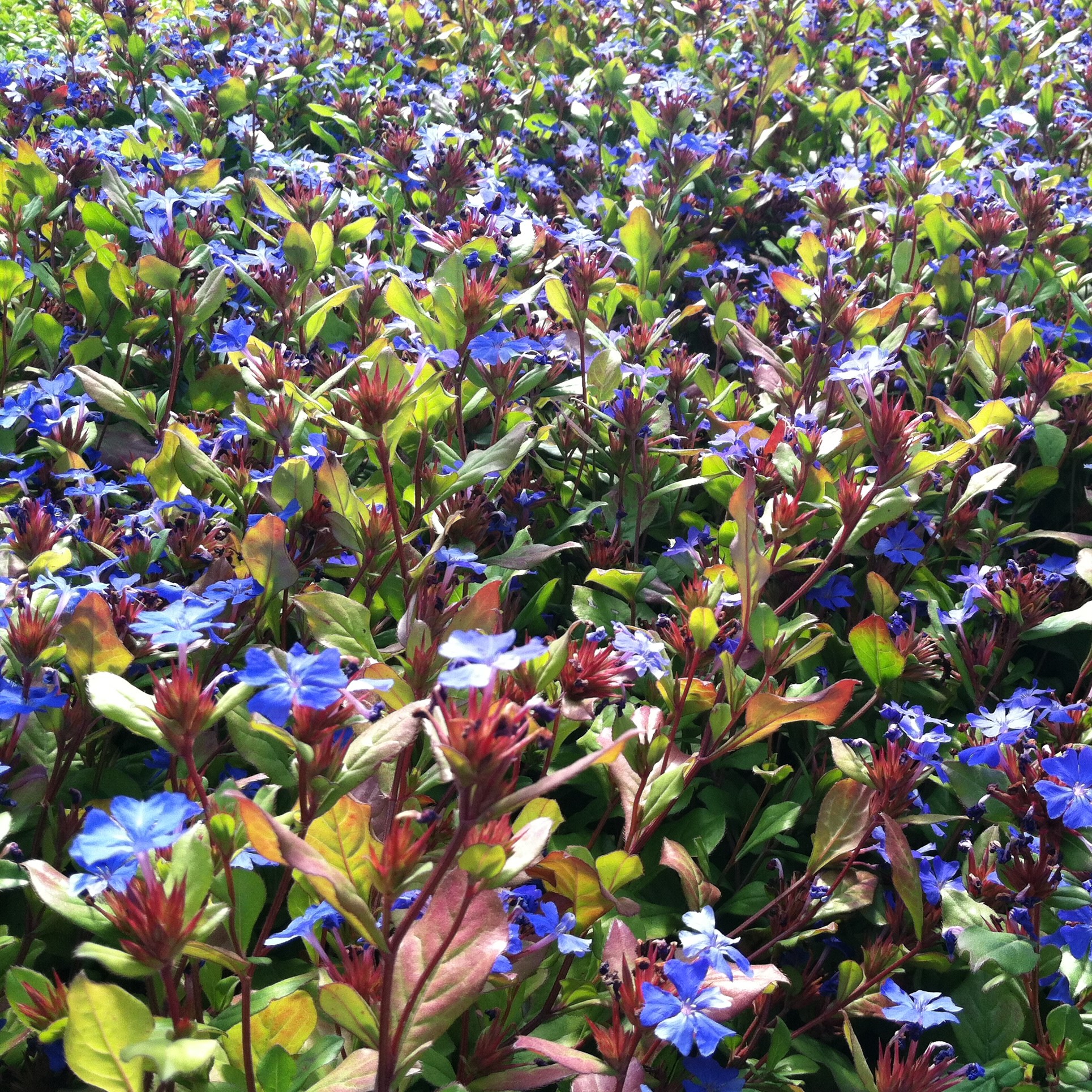 Ceratostigma plumbaginoides - Dwarf Plumbago (3.5" Pot) - Image 6