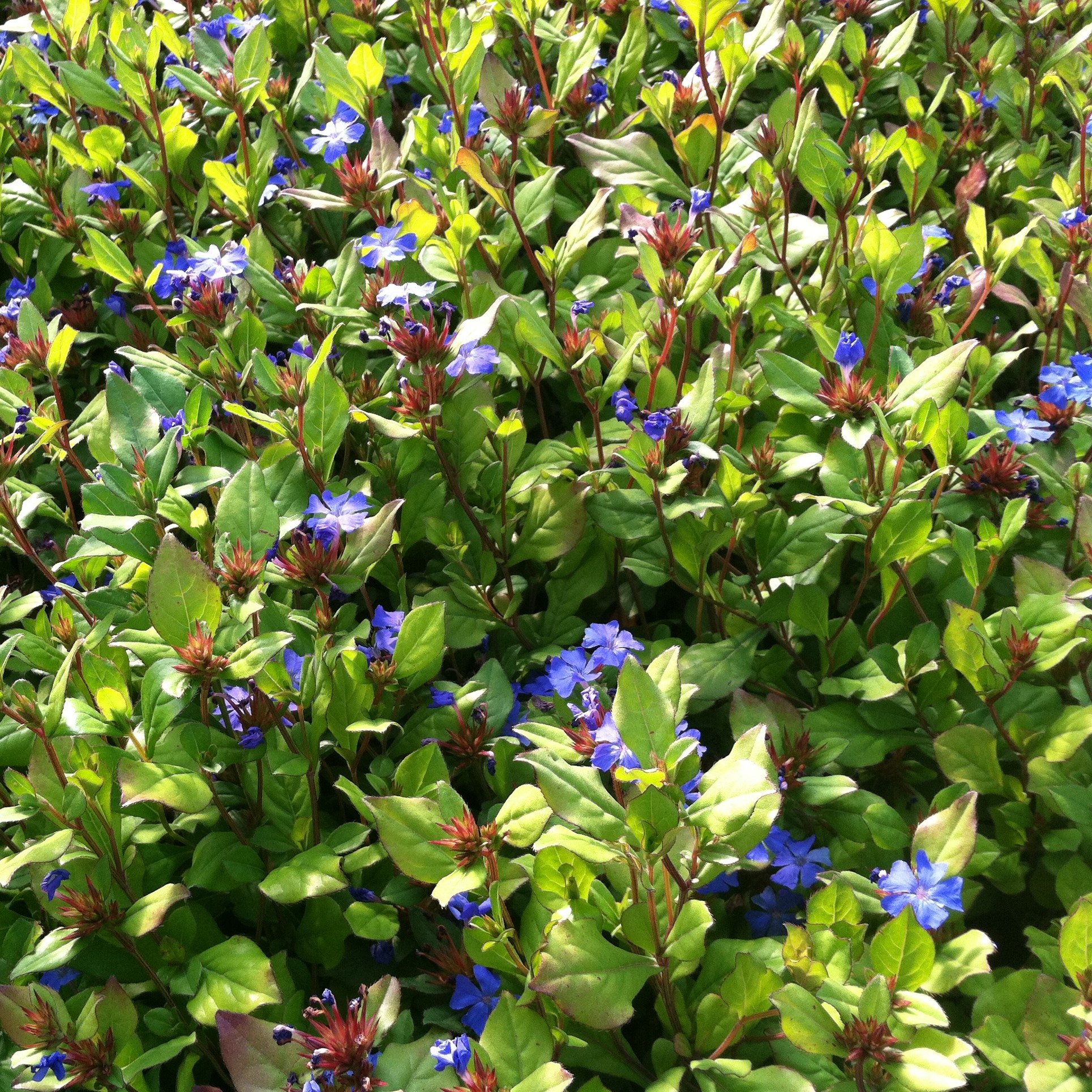 Ceratostigma plumbaginoides - Dwarf Plumbago (3.5" Pot) - Image 5
