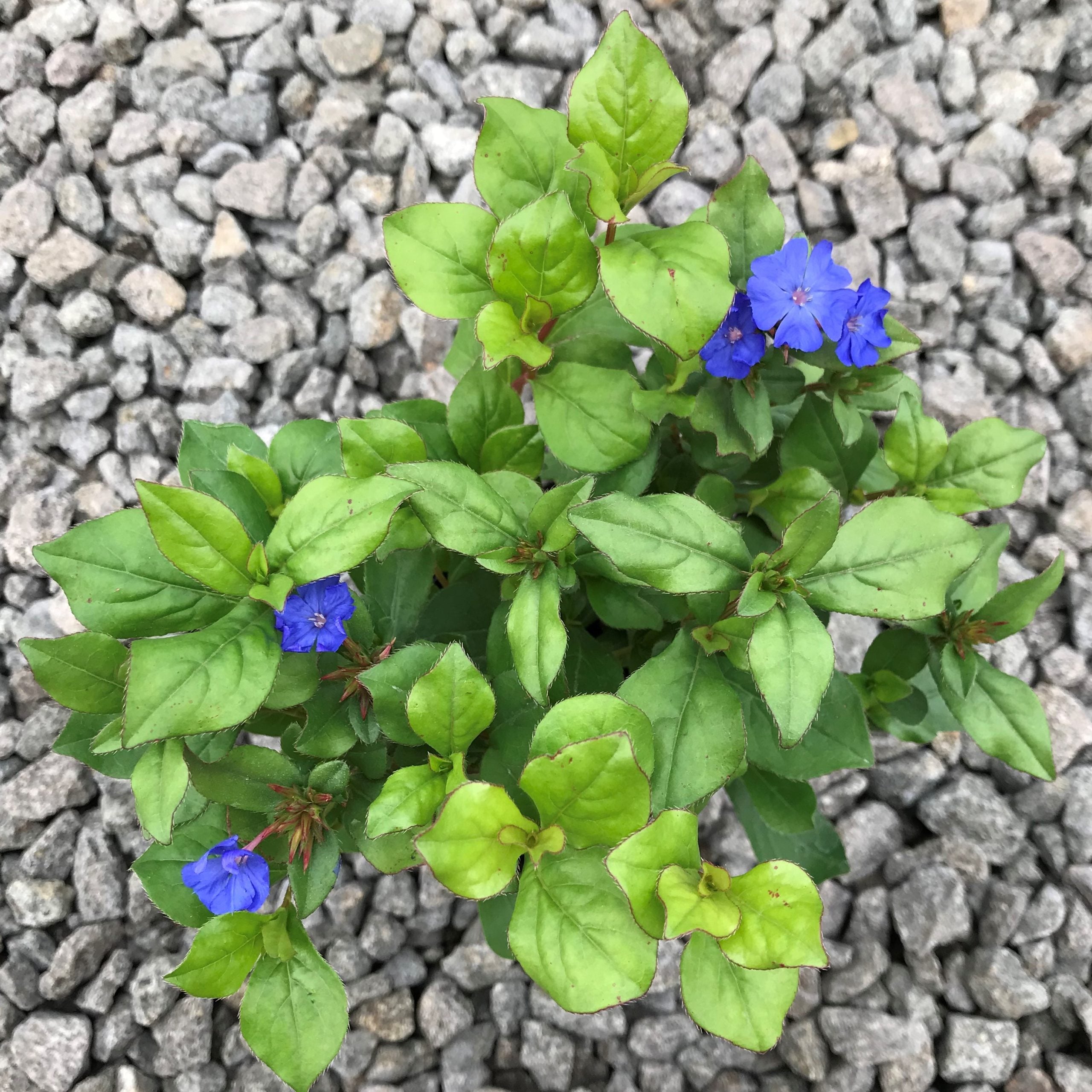 Ceratostigma plumbaginoides - Dwarf Plumbago (3.5" Pot)