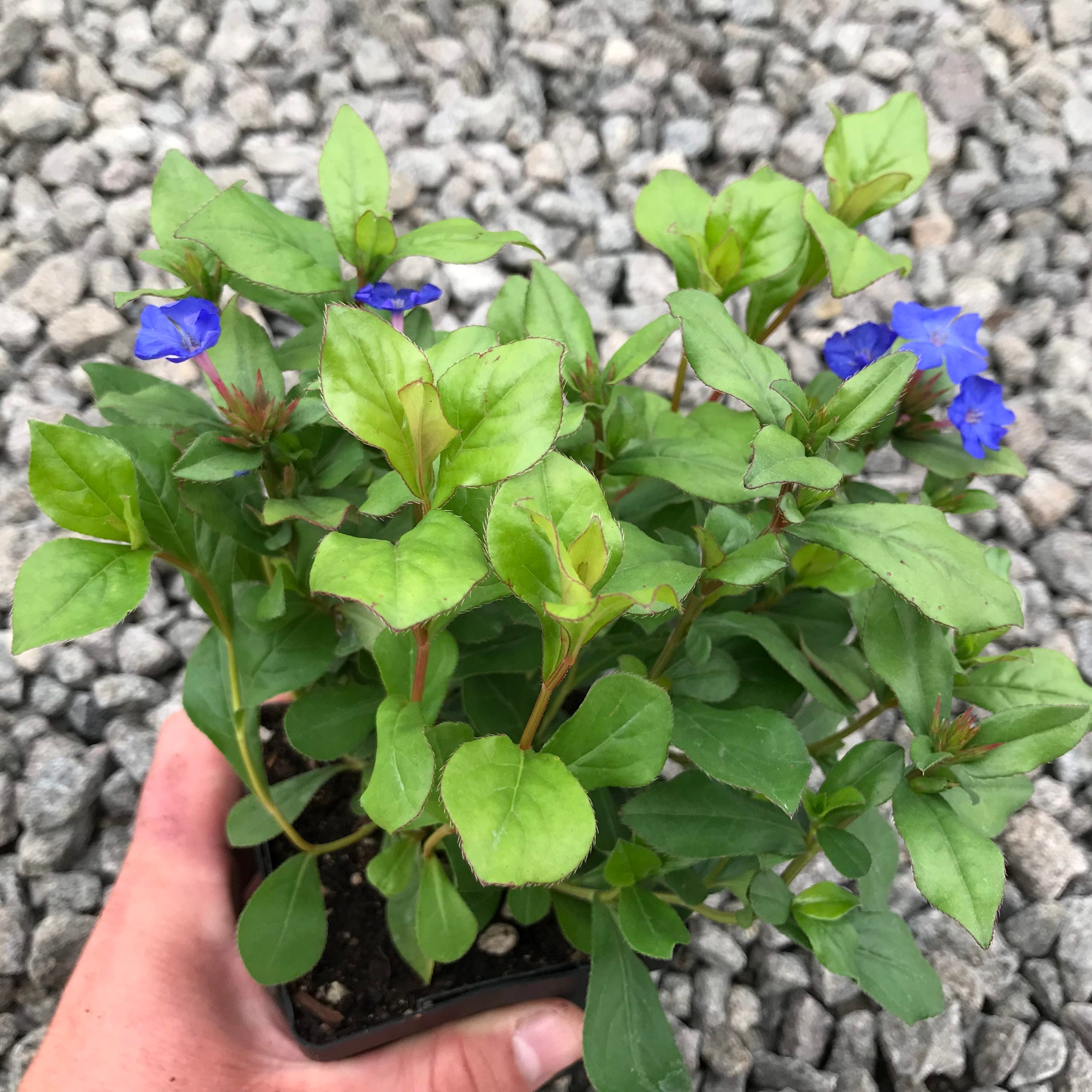 Ceratostigma plumbaginoides - Dwarf Plumbago (3.5" Pot) - Image 2