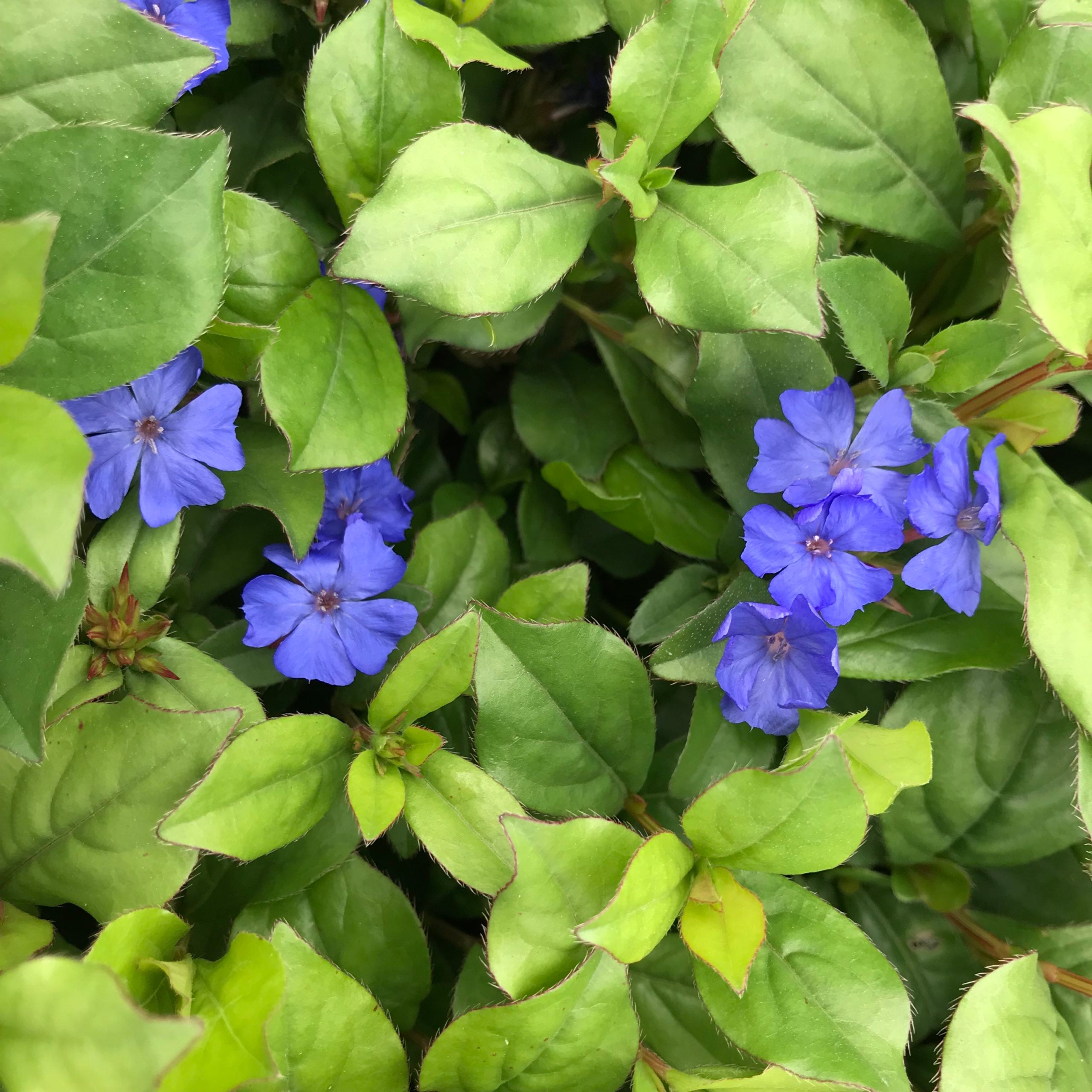 Ceratostigma plumbaginoides - Dwarf Plumbago (3.5" Pot) - Image 3