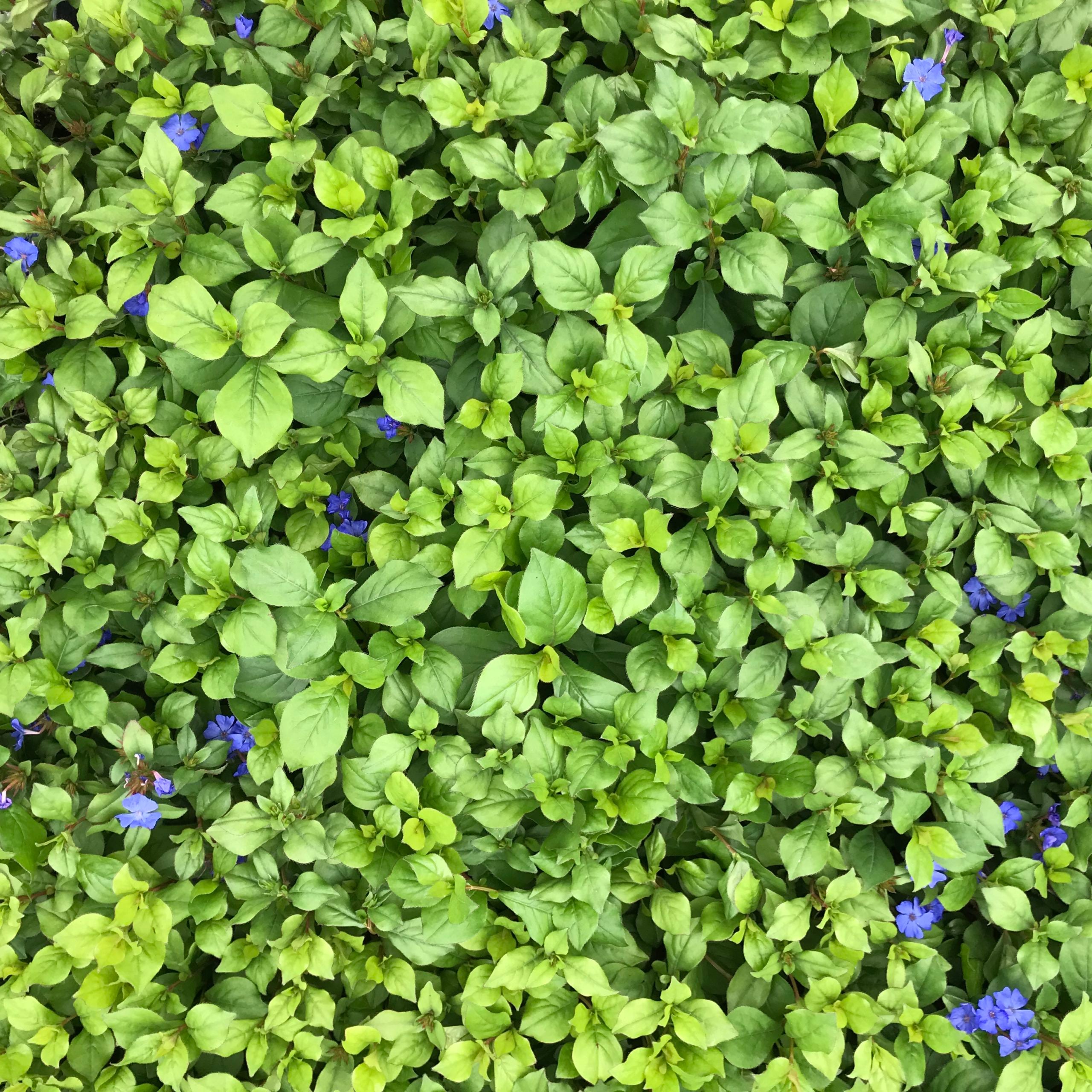 Ceratostigma plumbaginoides - Dwarf Plumbago (3.5" Pot) - Image 4