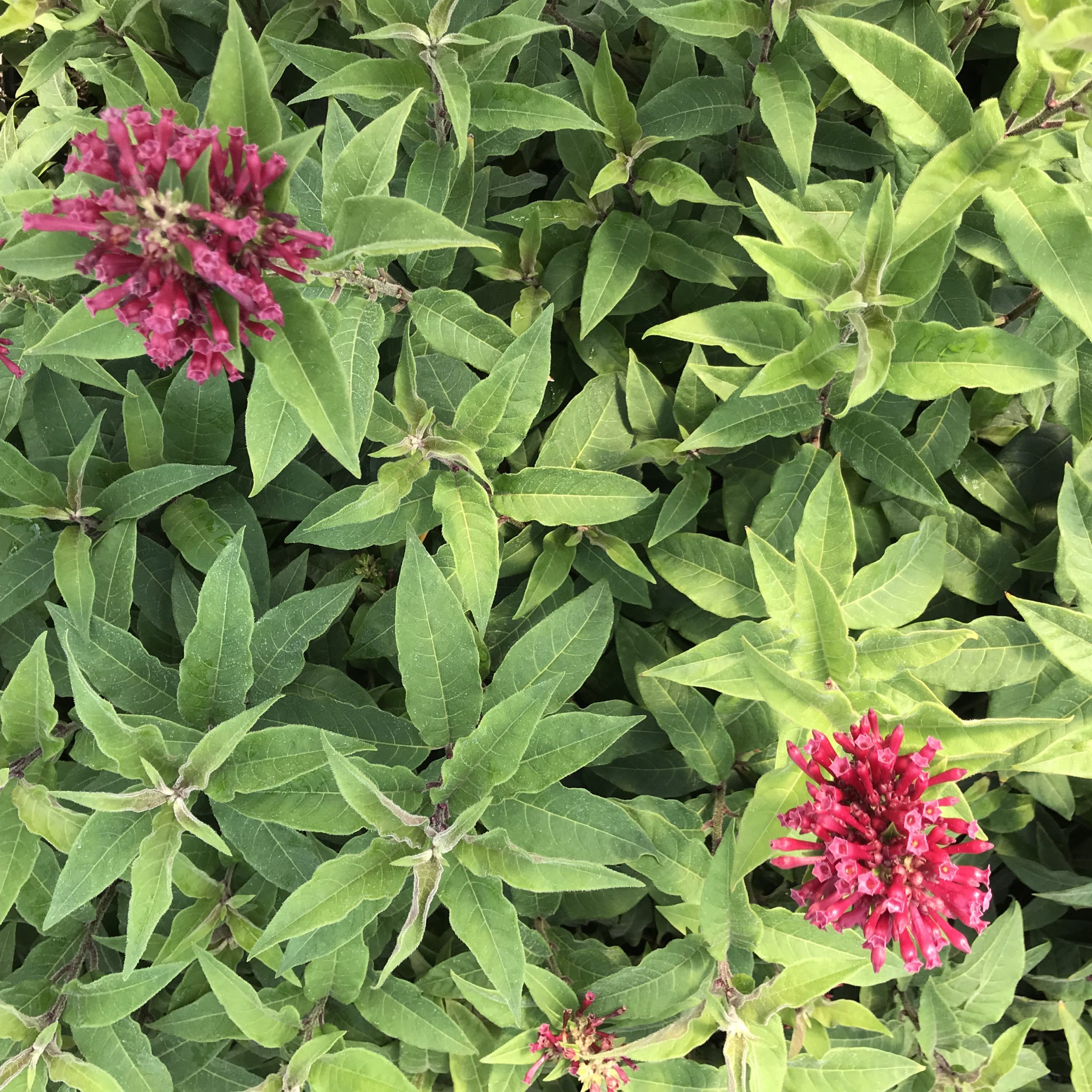 Cestrum newellii 'Ruby Clusters' - Jessamine (4.5" Pot) - Image 8