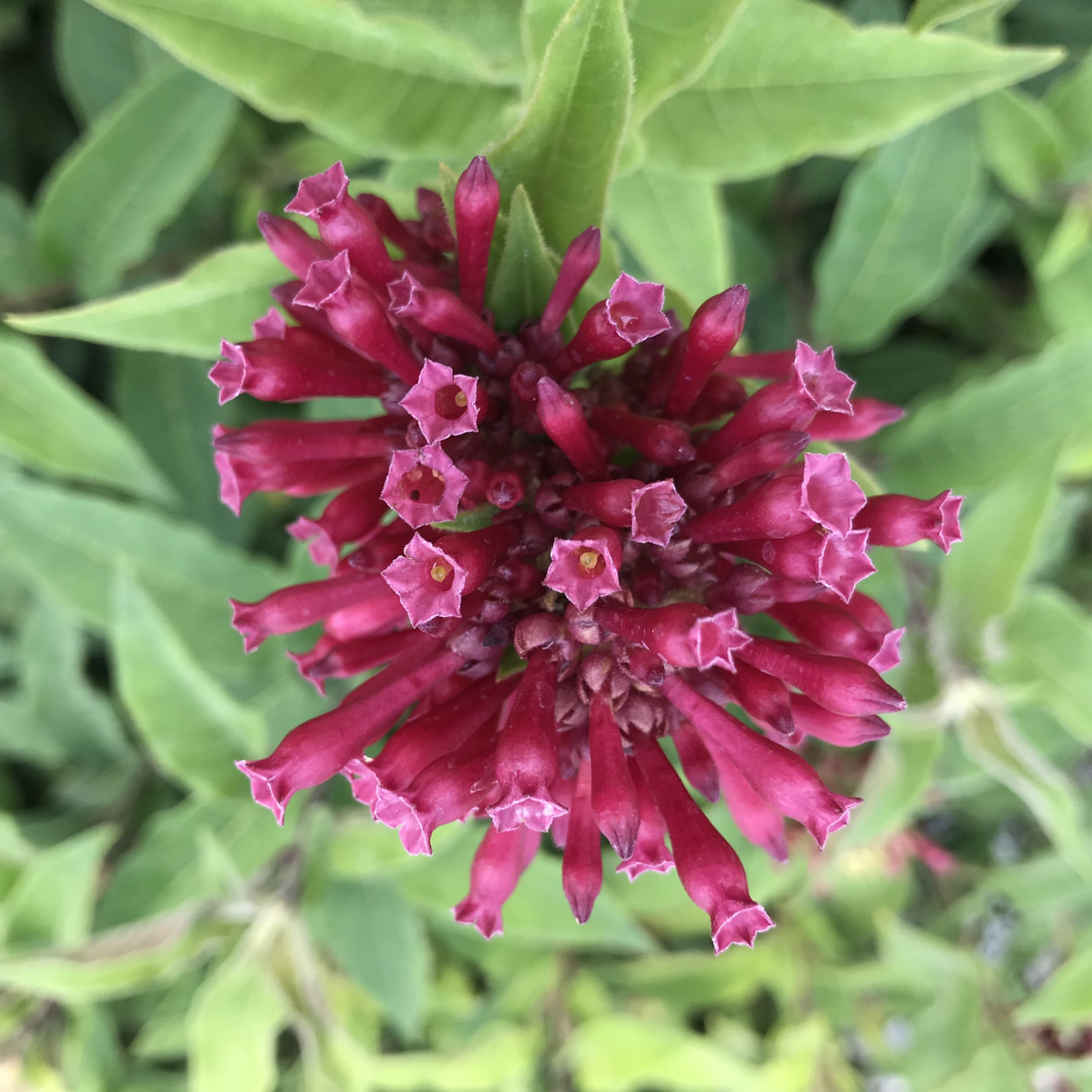 Cestrum newellii 'Ruby Clusters' - Jessamine (4.5" Pot) - Image 4