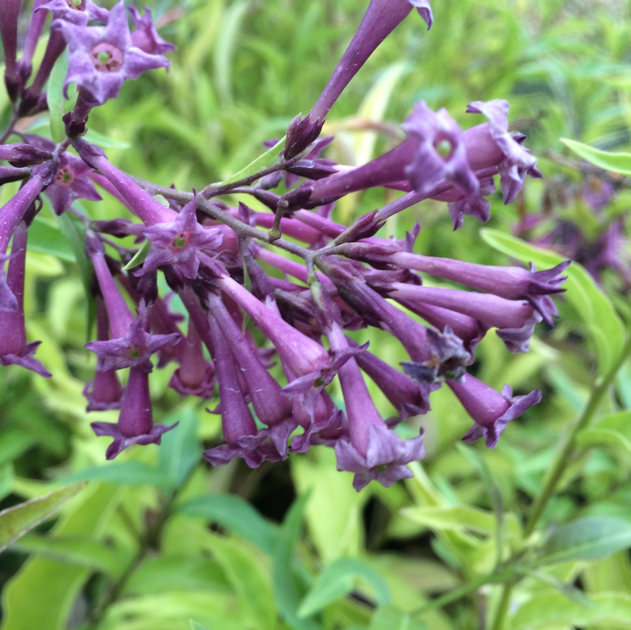 Cestrum x cultum 'Cretan Purple' - Jessamine (4.5" Pot)