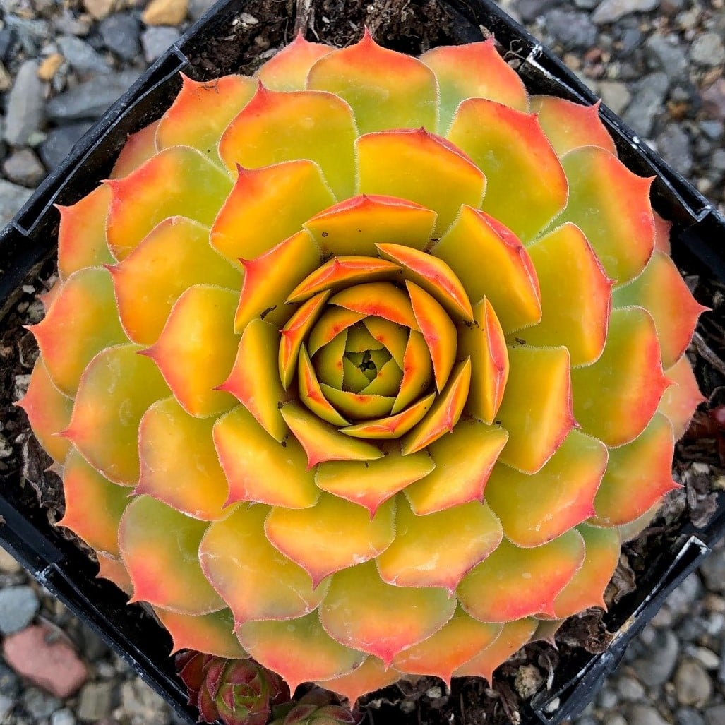 Sempervivum Chick Charms® 'Gold Nugget'™ PP# 28284 (3.5" Pots) - Image 2