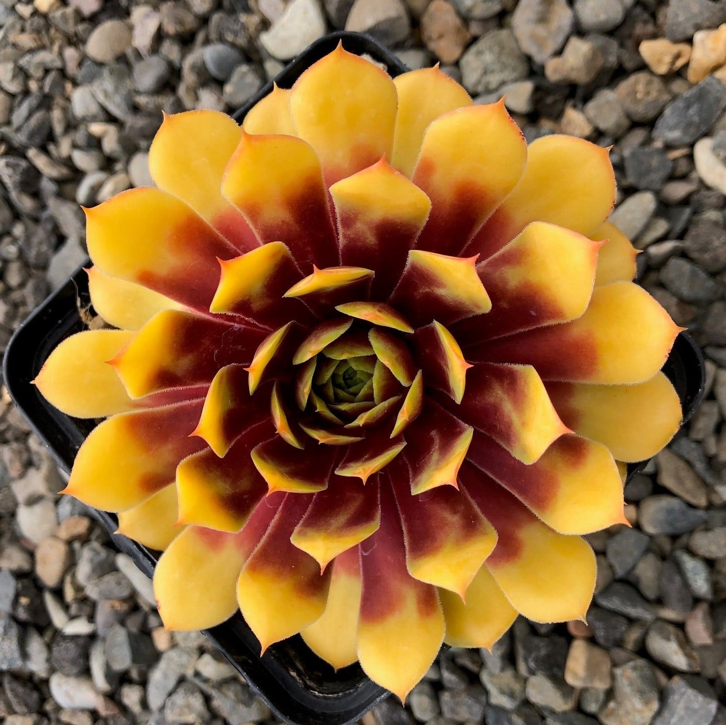 Sempervivum Chick Charms® 'Gold Nugget'™ PP# 28284 (3.5" Pots) - Image 4