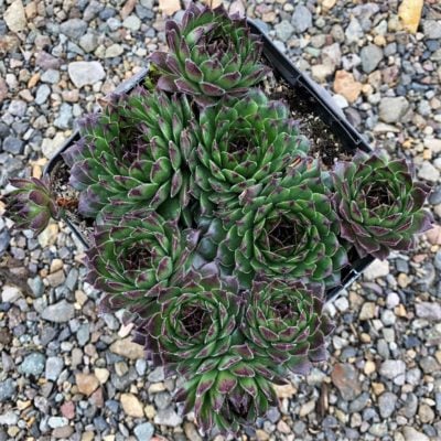 Sempervivum Chick Charms® Appletini™ (3.5" Pot)