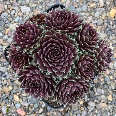Sempervivum Chick Charms® Cinnamon Starburst™ (3.5" Pot)