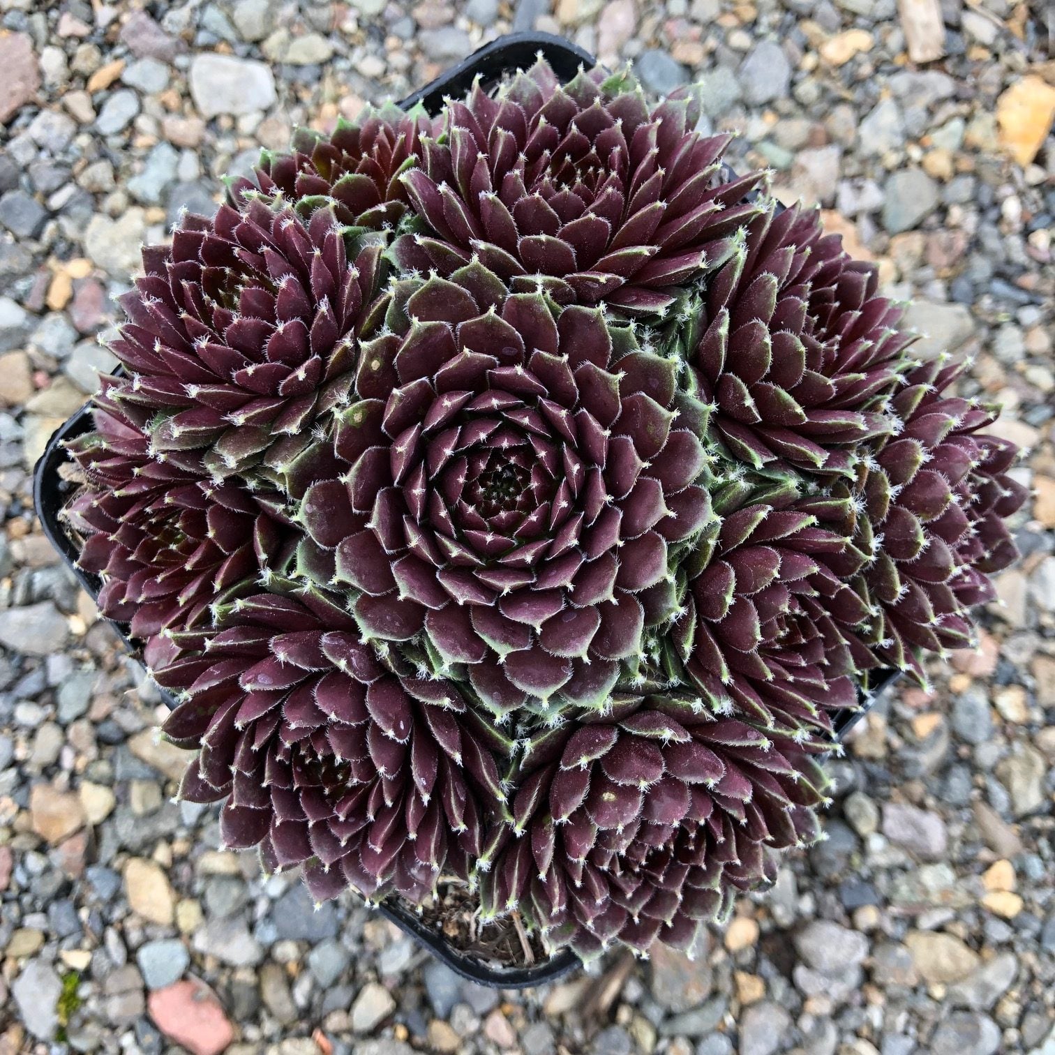 Sempervivum Chick Charms® Cinnamon Starburst™ (3.5" Pot)
