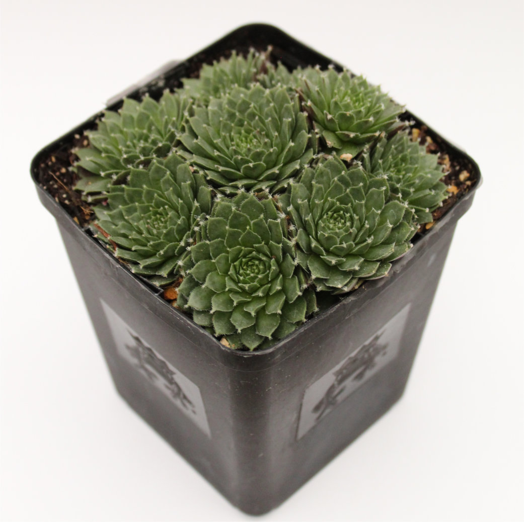 Sempervivum Chick Charms® Cinnamon Starburst™ (3.5" Pot) - Image 2