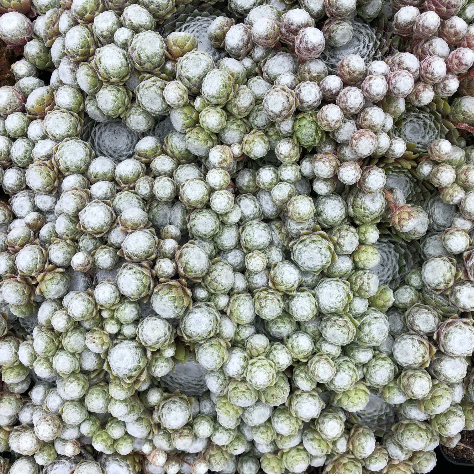 Sempervivum Chick Charms® Cotton Candy™ (4.5" Pot) - Image 3