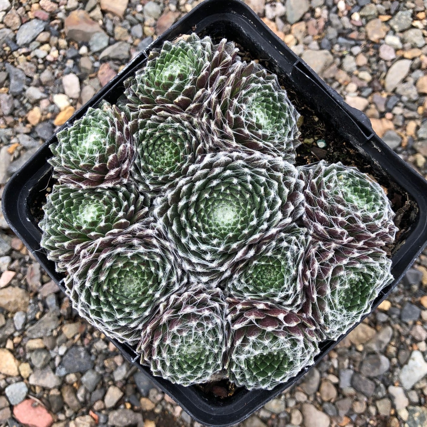 Sempervivum Chick Charms® Cotton Candy™ (4.5" Pot) - Image 2