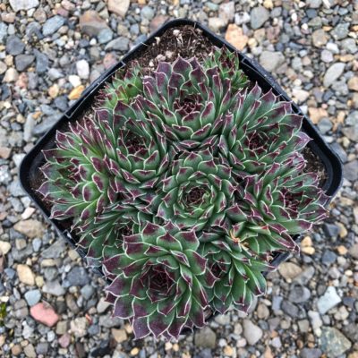 Sempervivum Chick Charms® Mint Marvel™ (3.5" Pot)