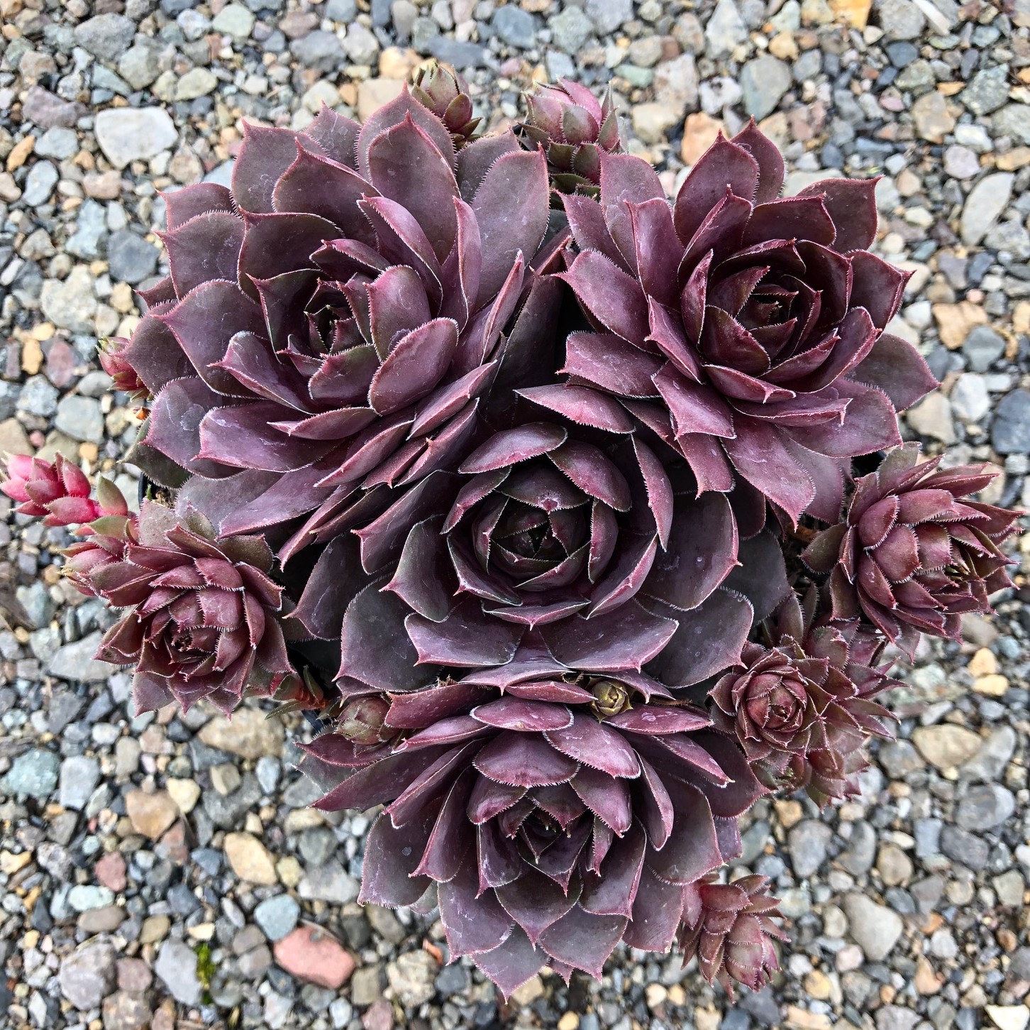 Sempervivum Chick Charms® Plum Parfait™ (4.5" Pot)