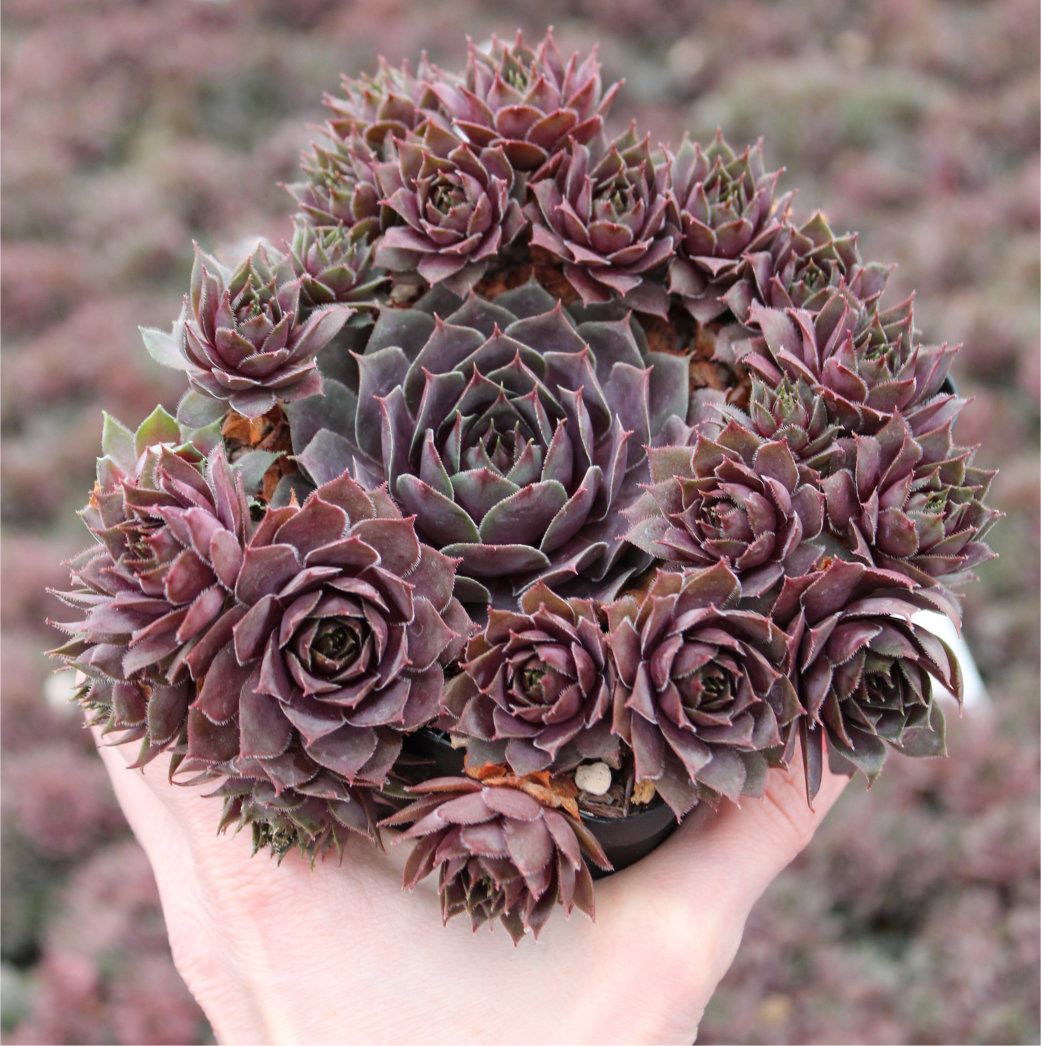 Sempervivum Chick Charms® Plum Parfait™ (4.5" Pot) - Image 2