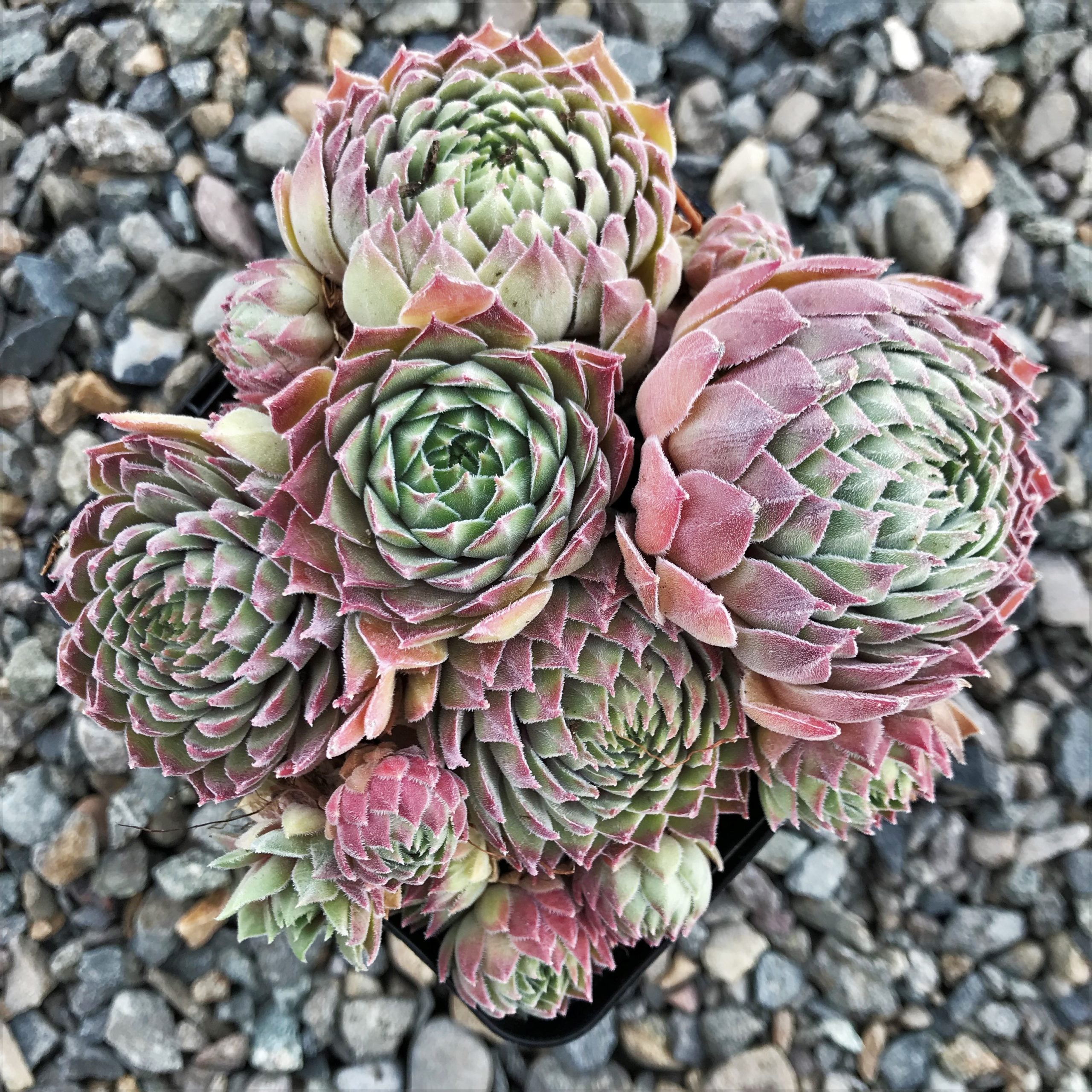 Sempervivum Chick Charms® 'Silver Suede'™ (3.5" Pot) - Image 6