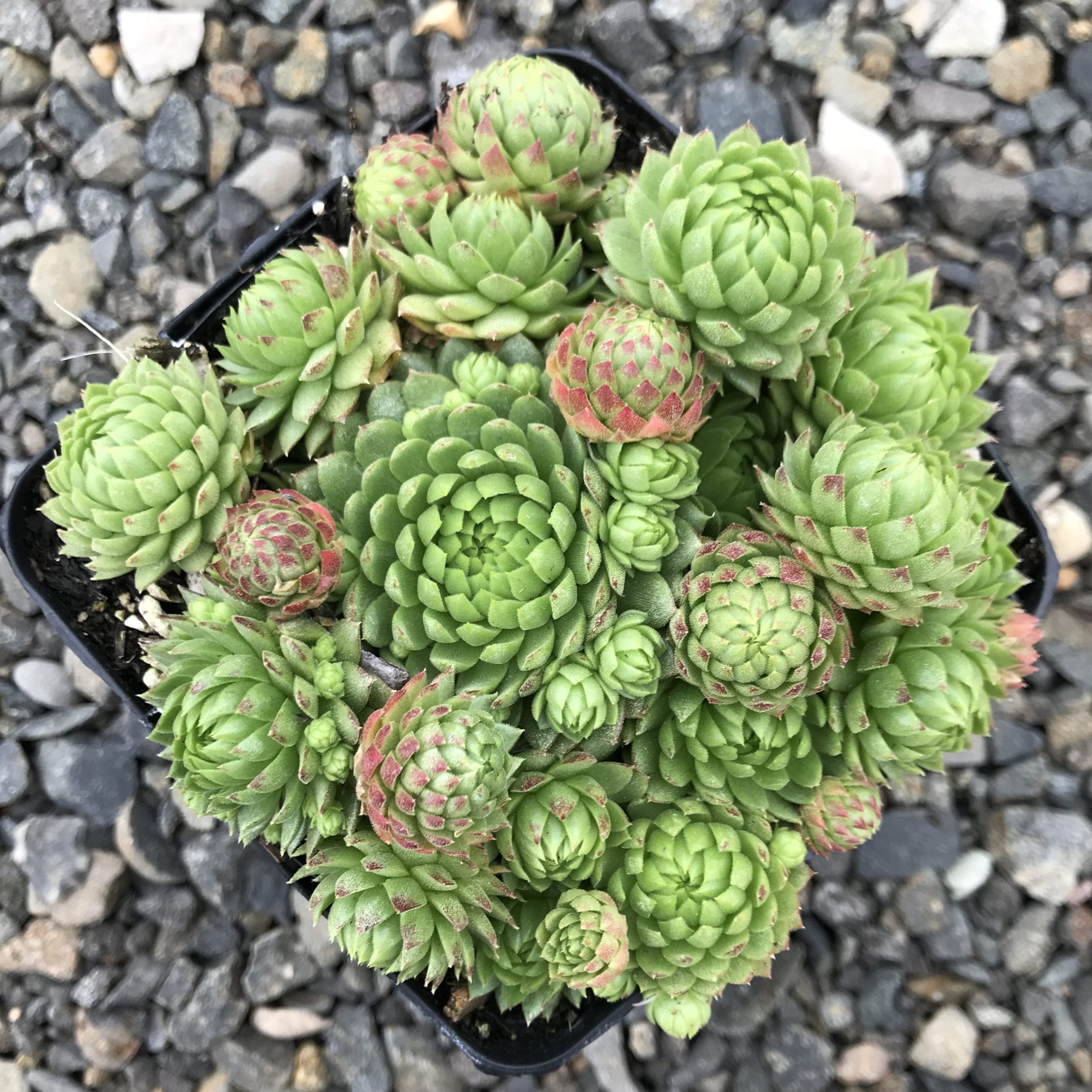 Sempervivum Chick Charms® Key Lime Kiss™ - (4.5" Pot)