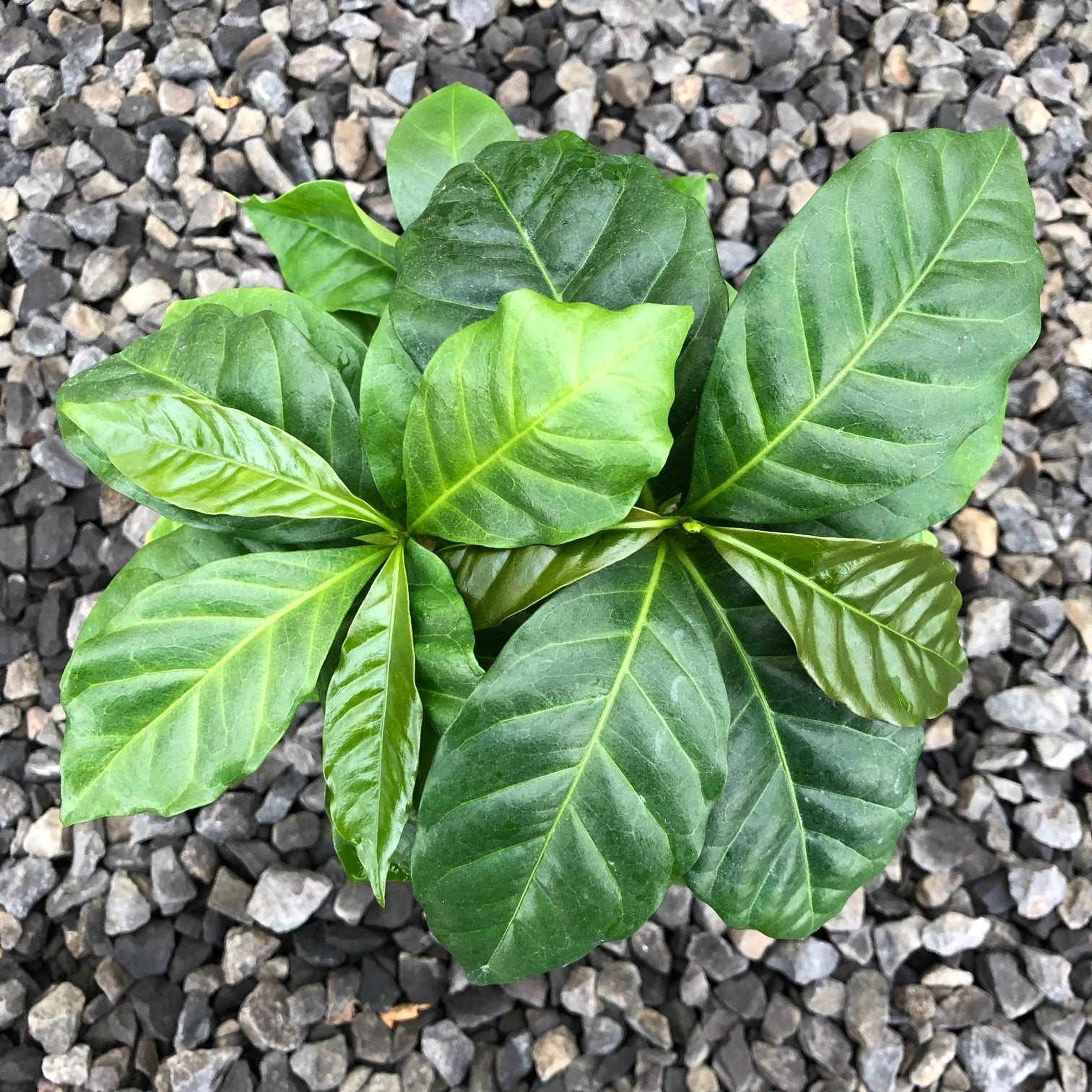Coffea arabica - Coffee Plant (4.5" Pot) | Little Prince of Oregon Nursery