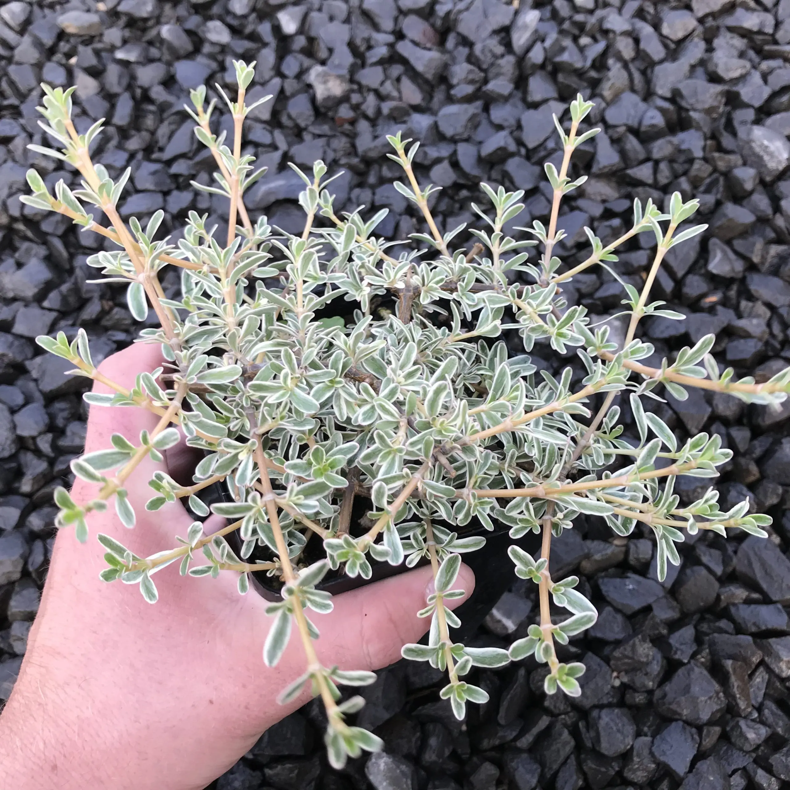 pachyphytum oviferum variegata Pachyphytum oviferum x Sedum burrito  Surreal Succulents