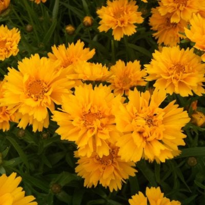 Coreopsis grandiflora 'Early Sunrise' - Tickseed (4" Pot)