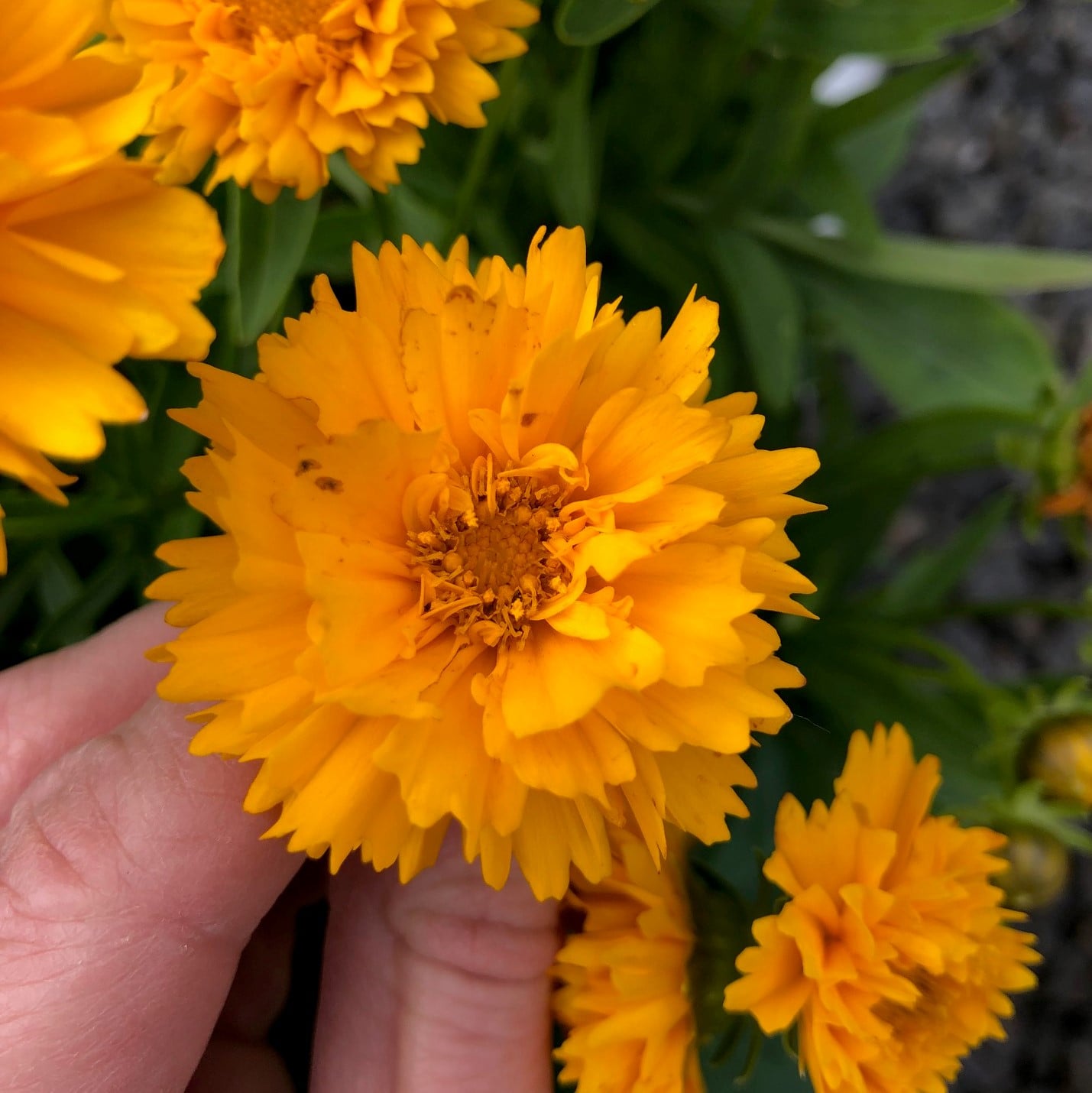 Coreopsis grandiflora 'Early Sunrise' - Tickseed (4" Pot) - Image 2