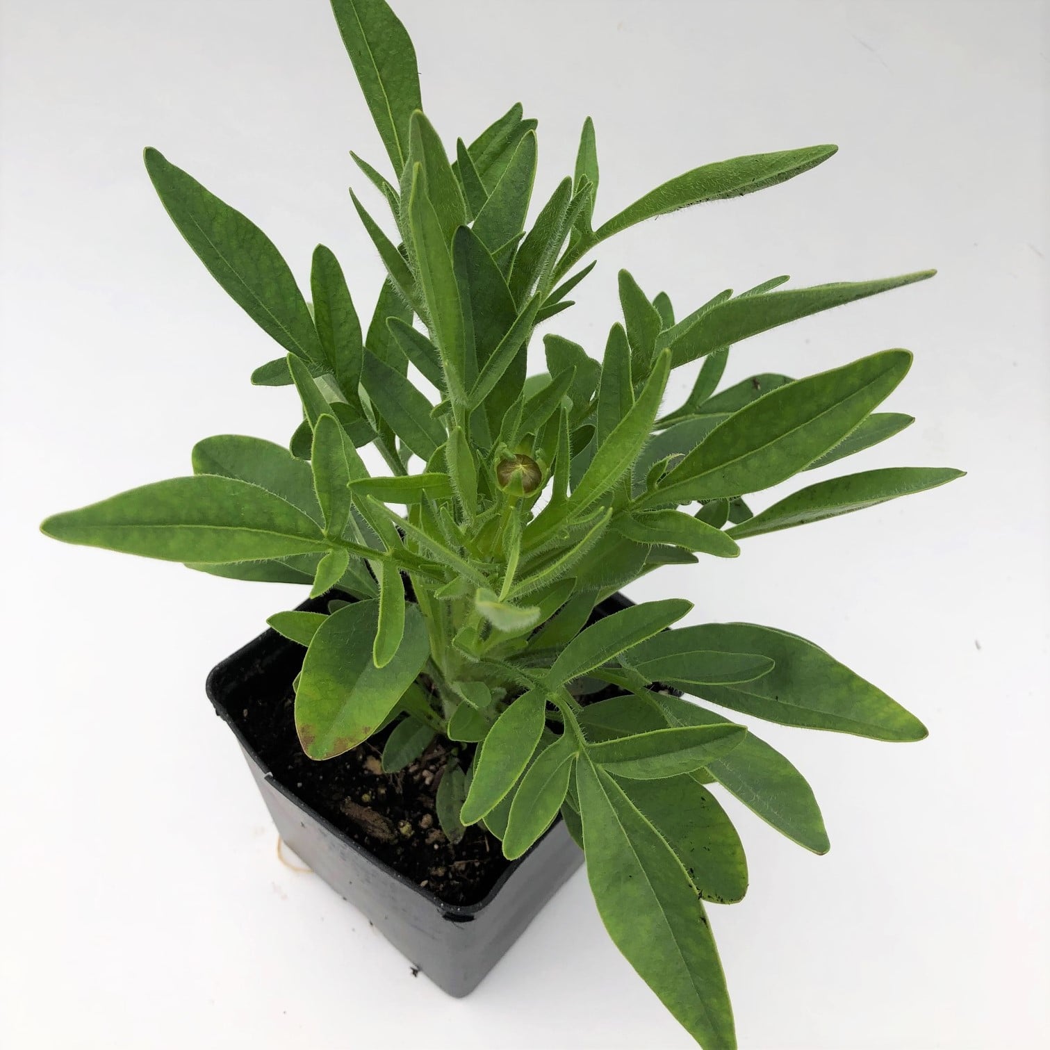 Coreopsis grandiflora 'Early Sunrise' - Tickseed (4" Pot) - Image 4
