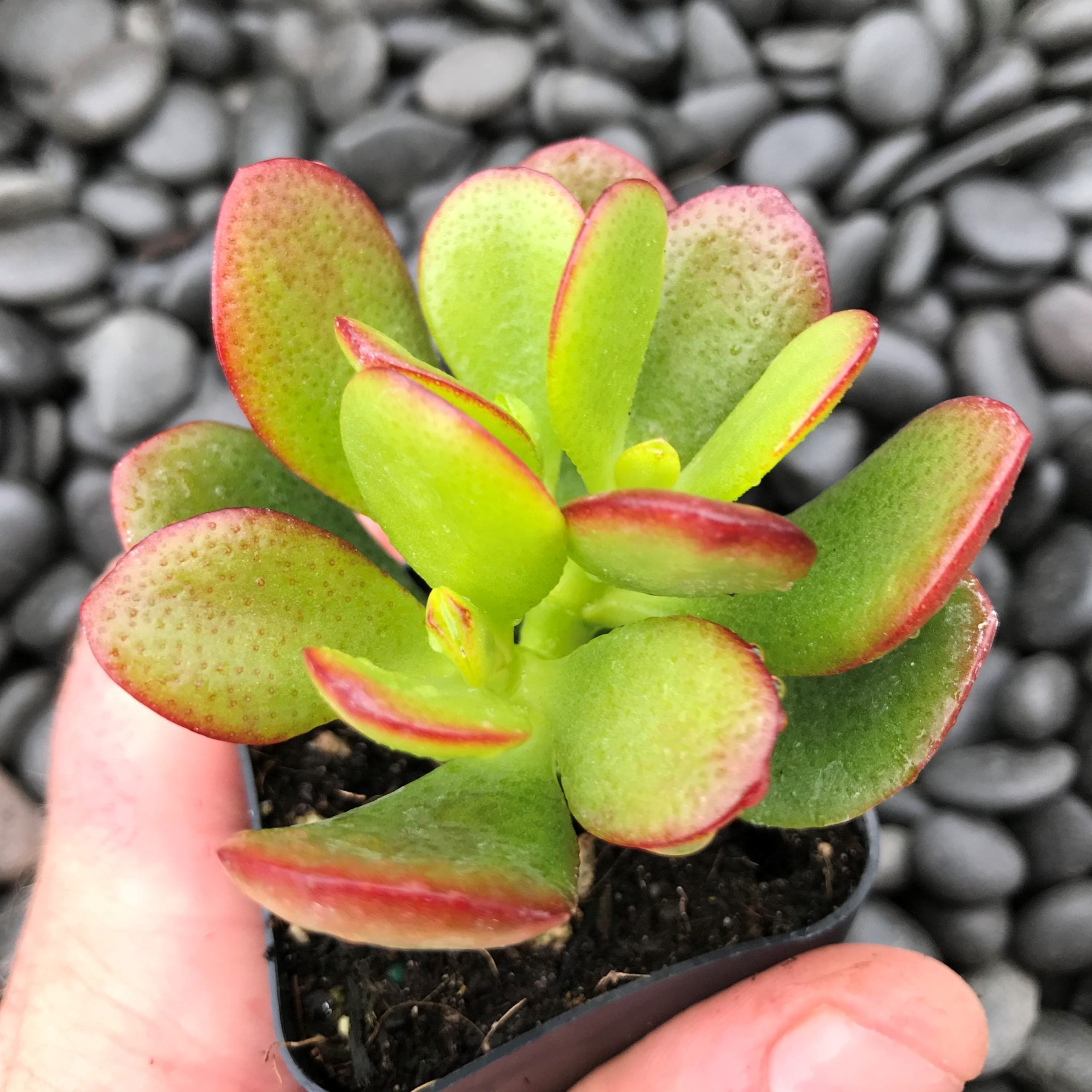 Crassula - Baby Jade (2" Pot)