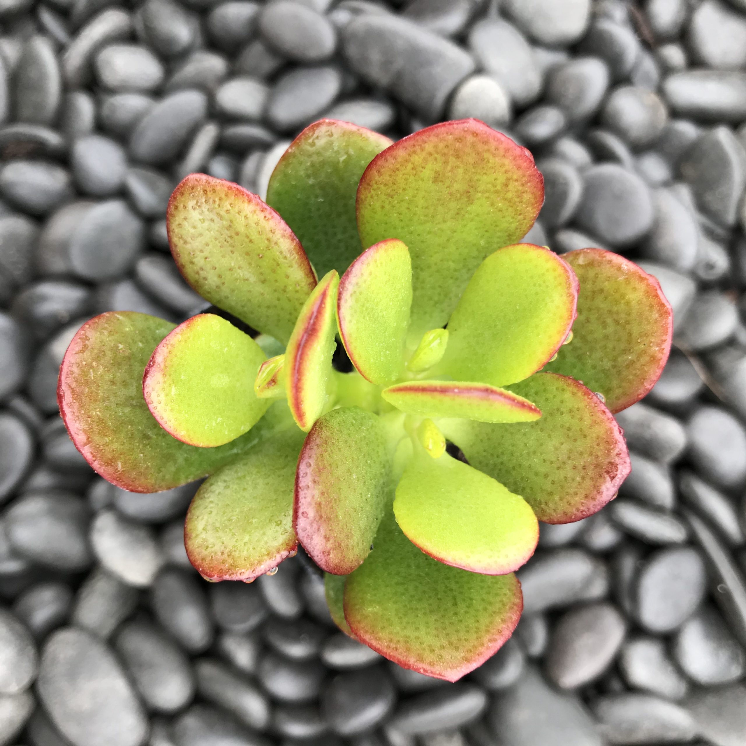 Crassula - Baby Jade (2" Pot) - Image 2