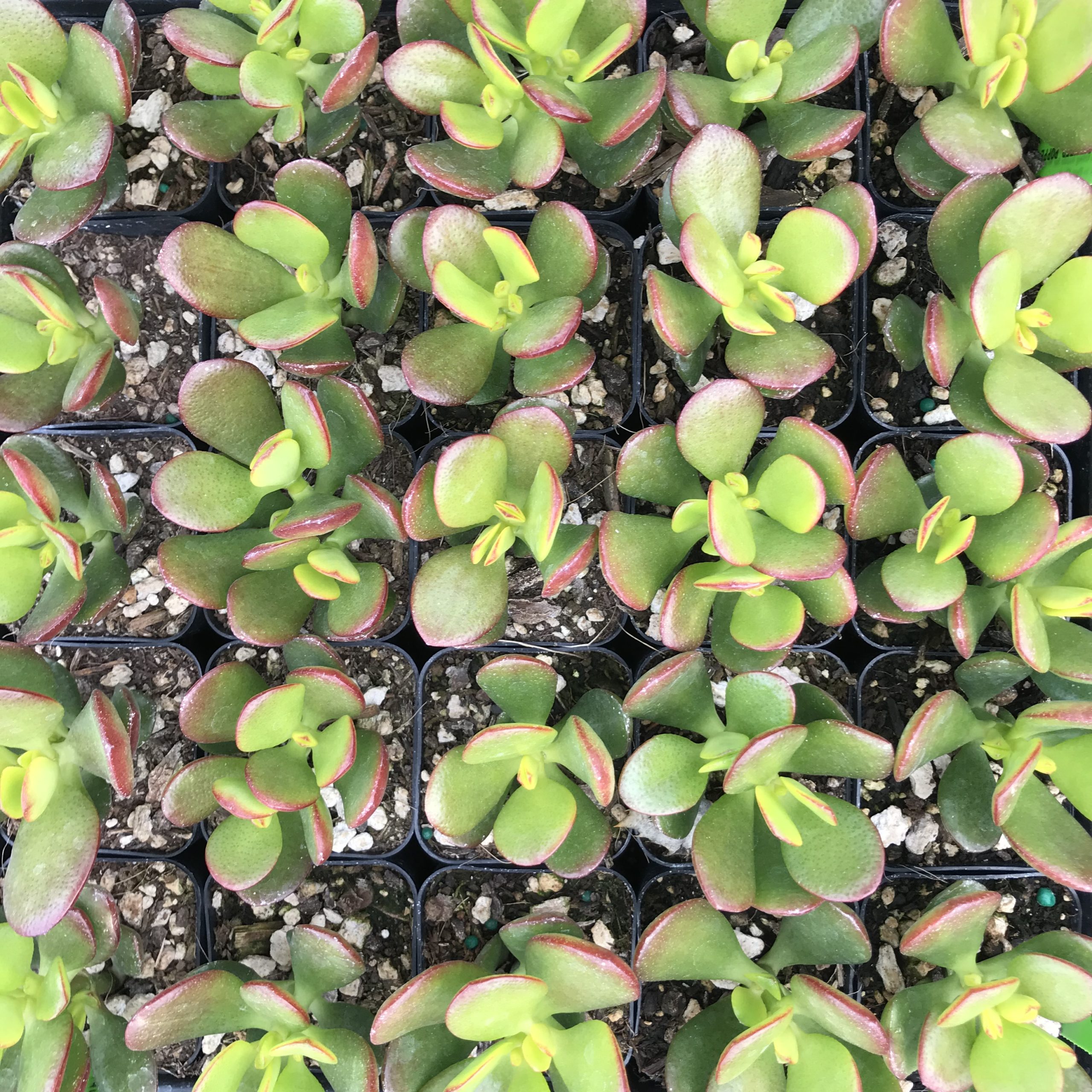 Crassula - Baby Jade (2" Pot) - Image 3
