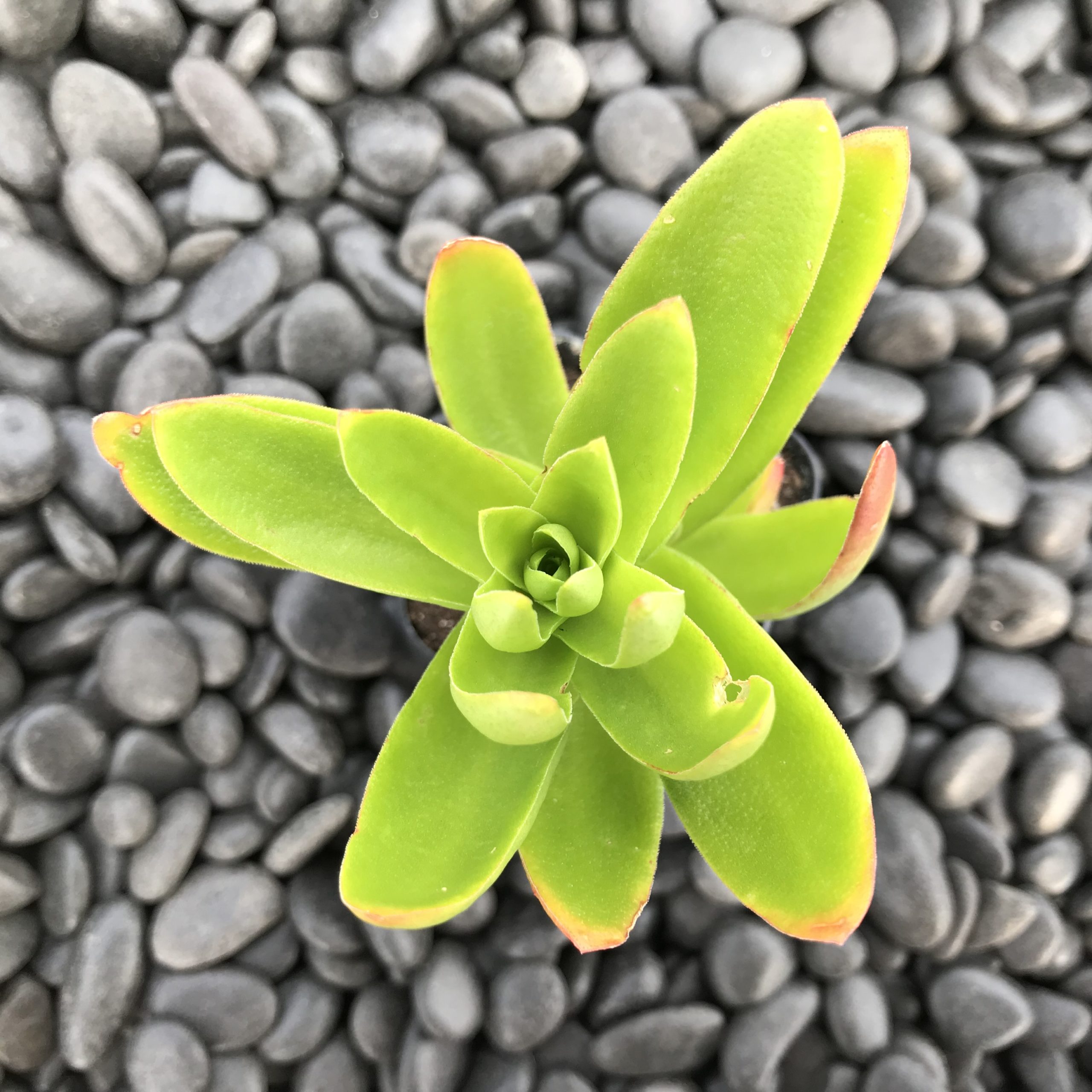 Crassula capitella 'Campfire' (2" Pot) - Image 3