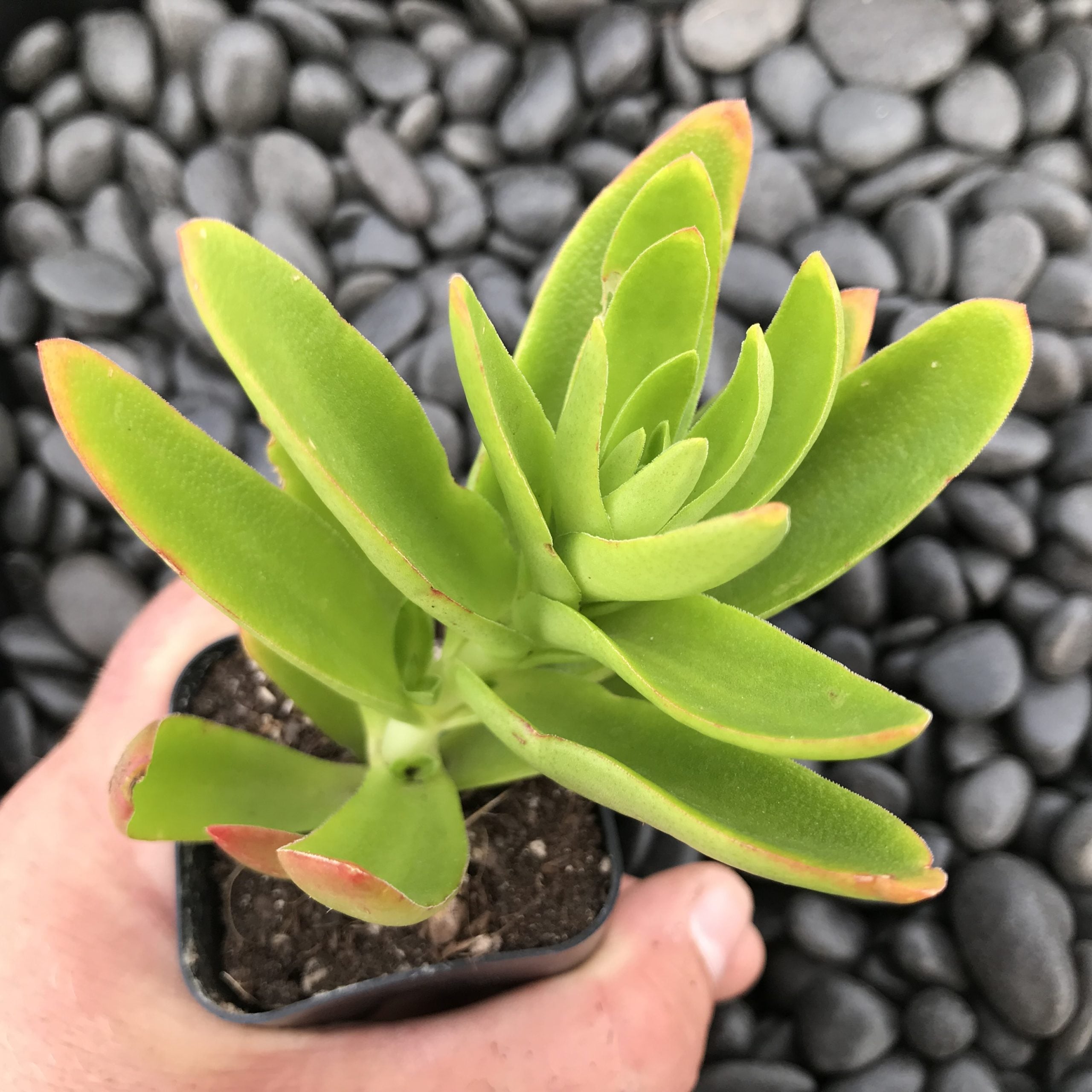Crassula capitella 'Campfire' (2" Pot) - Image 2