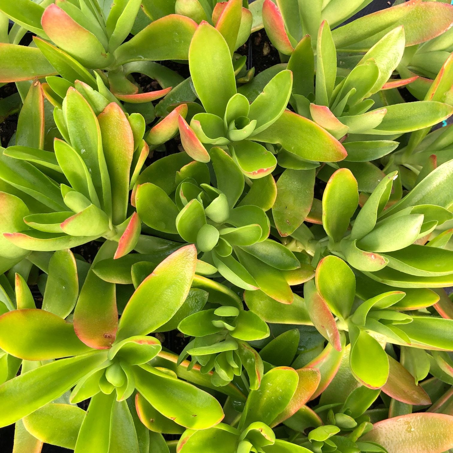 Crassula capitella 'Campfire' (2" Pot) - Image 5