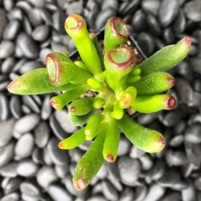 Crassula ovata 'Hobbit' - (2" Pot)