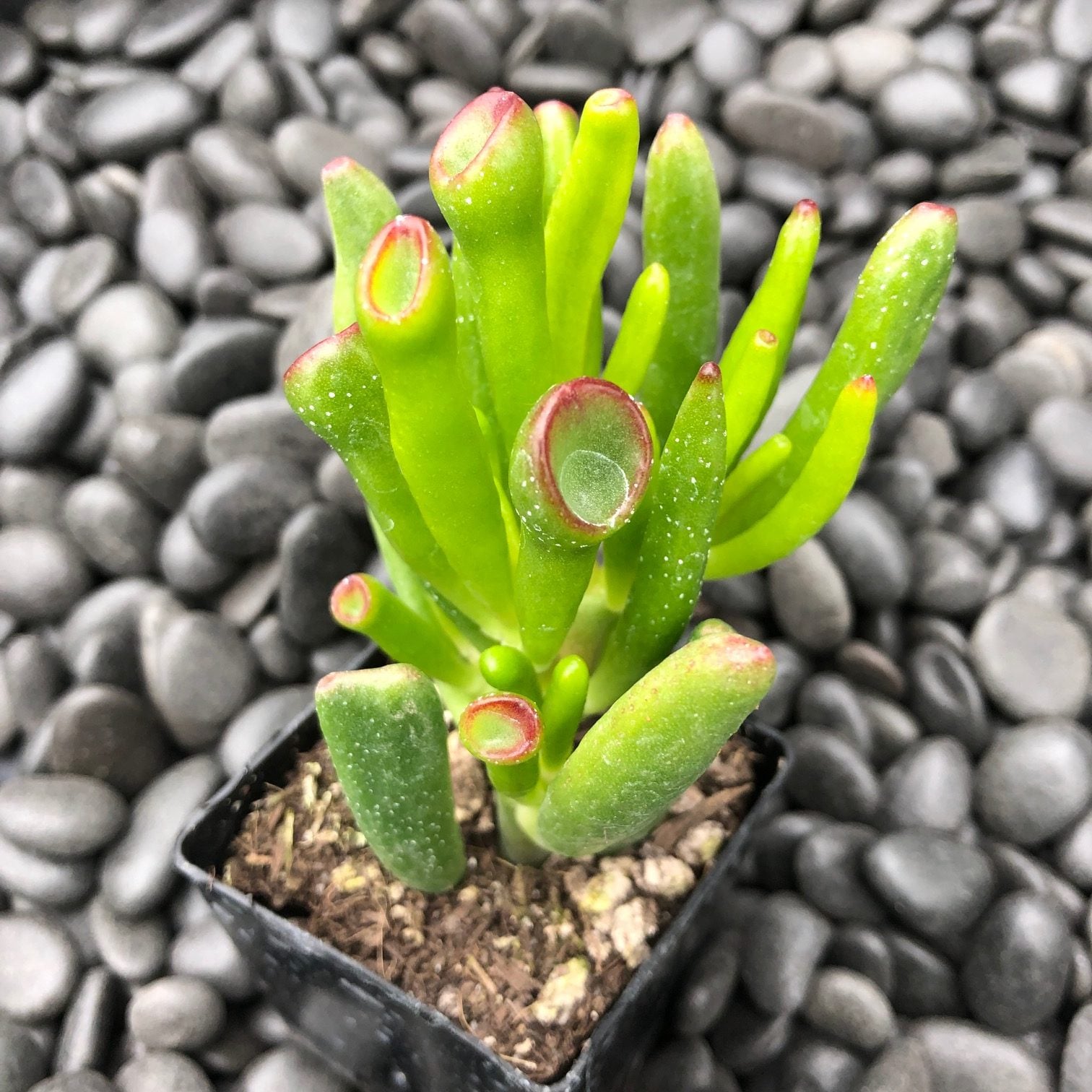 Crassula ovata 'Hobbit' - (2" Pot) | Little Prince of Oregon Nursery